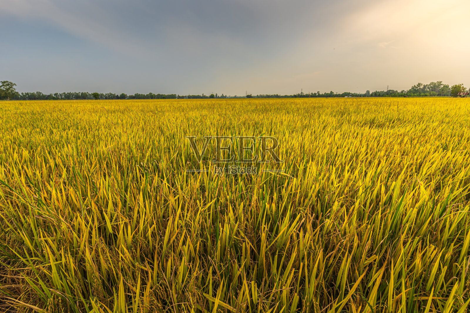 美丽的金穗泰国茉莉花水稻种植在有机稻田在亚洲国家农业收获夕阳天空背景。照片摄影图片