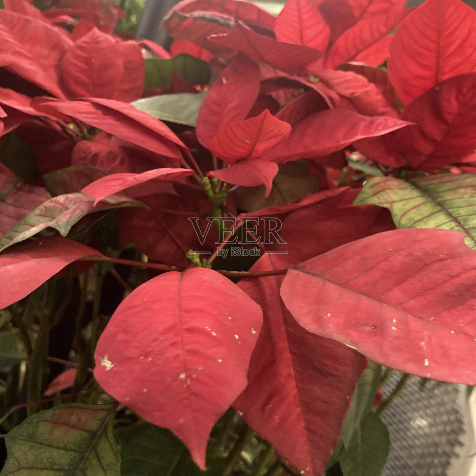 泰国红花照片摄影图片