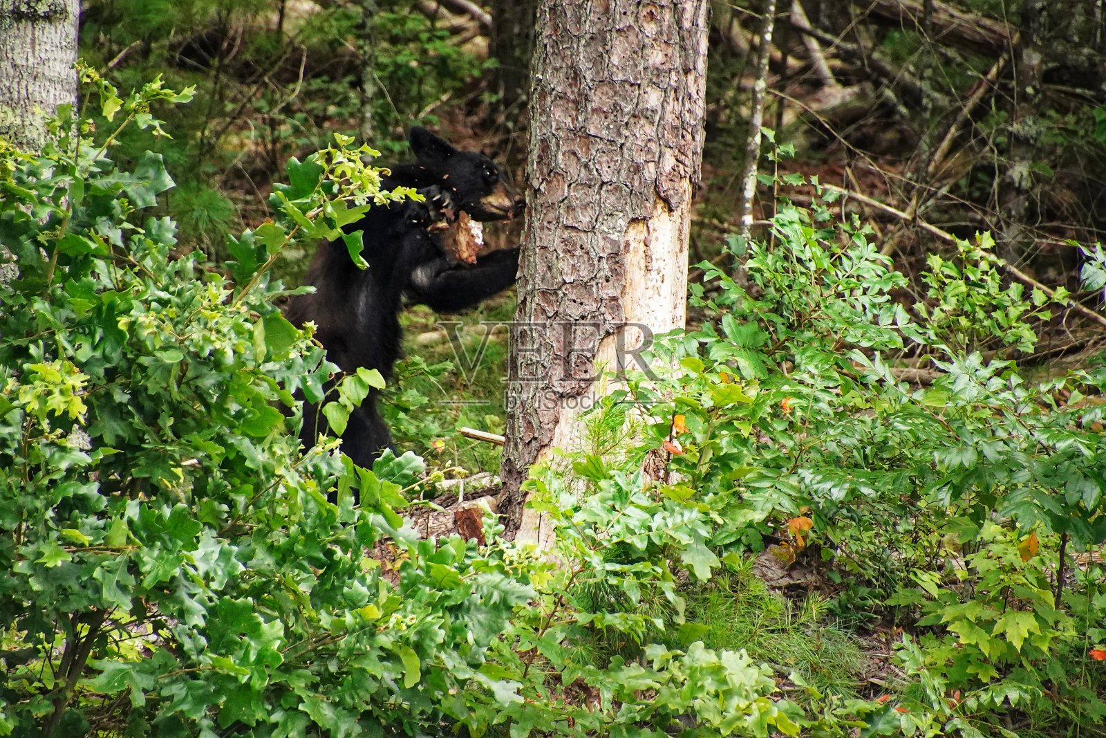 大烟山国家公园里的黑熊。观看野生动物。田纳西。蓝岭山脉，北卡罗来纳州。阿巴拉契亚山脉。卡德斯湾风景环线。照片摄影图片