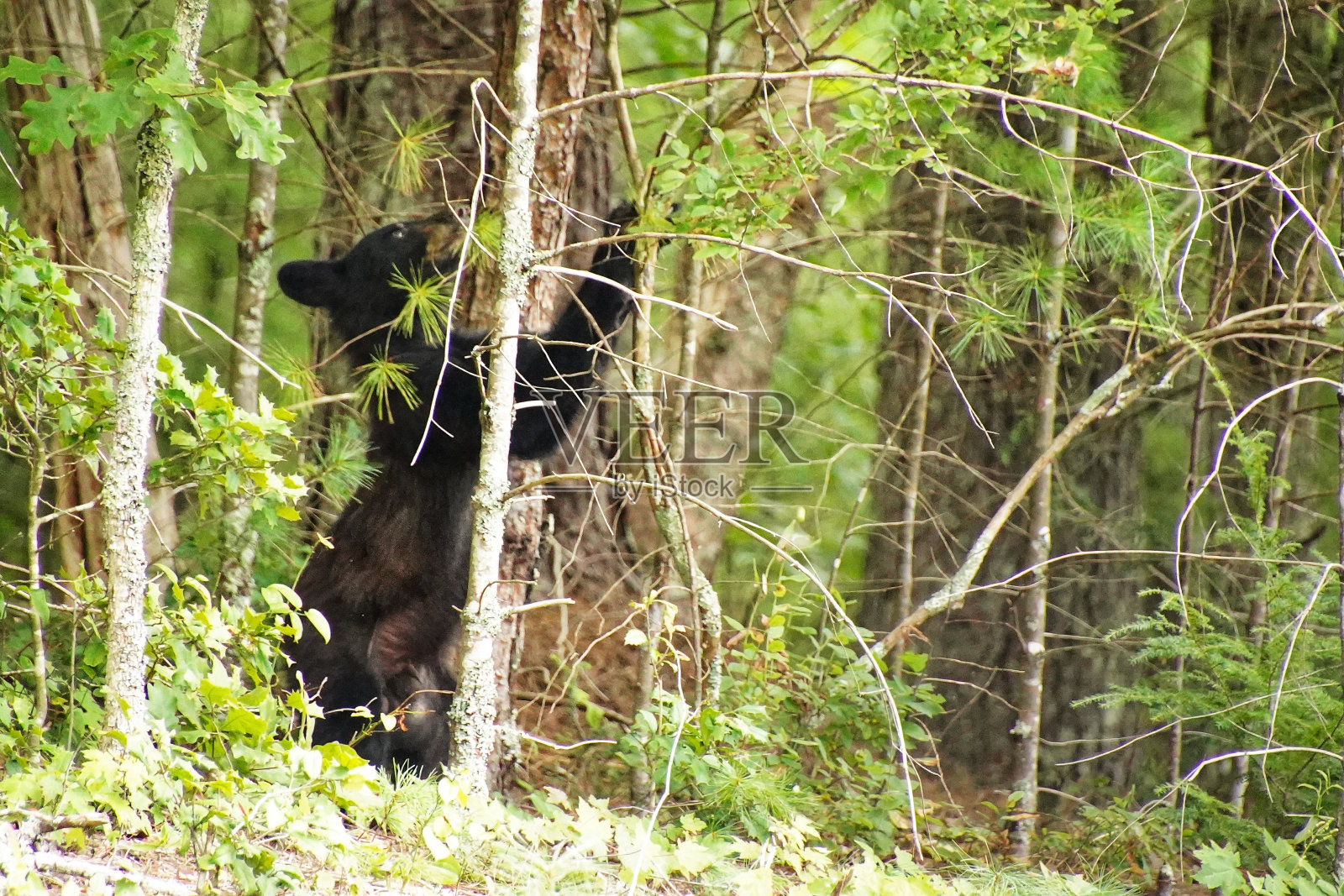 大烟山国家公园里的黑熊。观看野生动物。田纳西。蓝岭山脉，北卡罗来纳州。阿巴拉契亚山脉。卡德斯湾风景环线。照片摄影图片