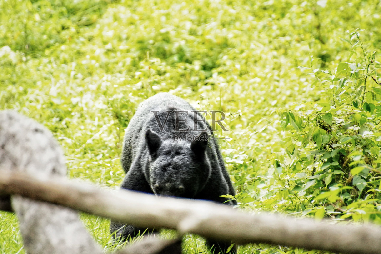大烟山国家公园里的黑熊。观看野生动物。田纳西。蓝岭山脉，北卡罗来纳州。阿巴拉契亚山脉。卡德斯湾风景环线。照片摄影图片