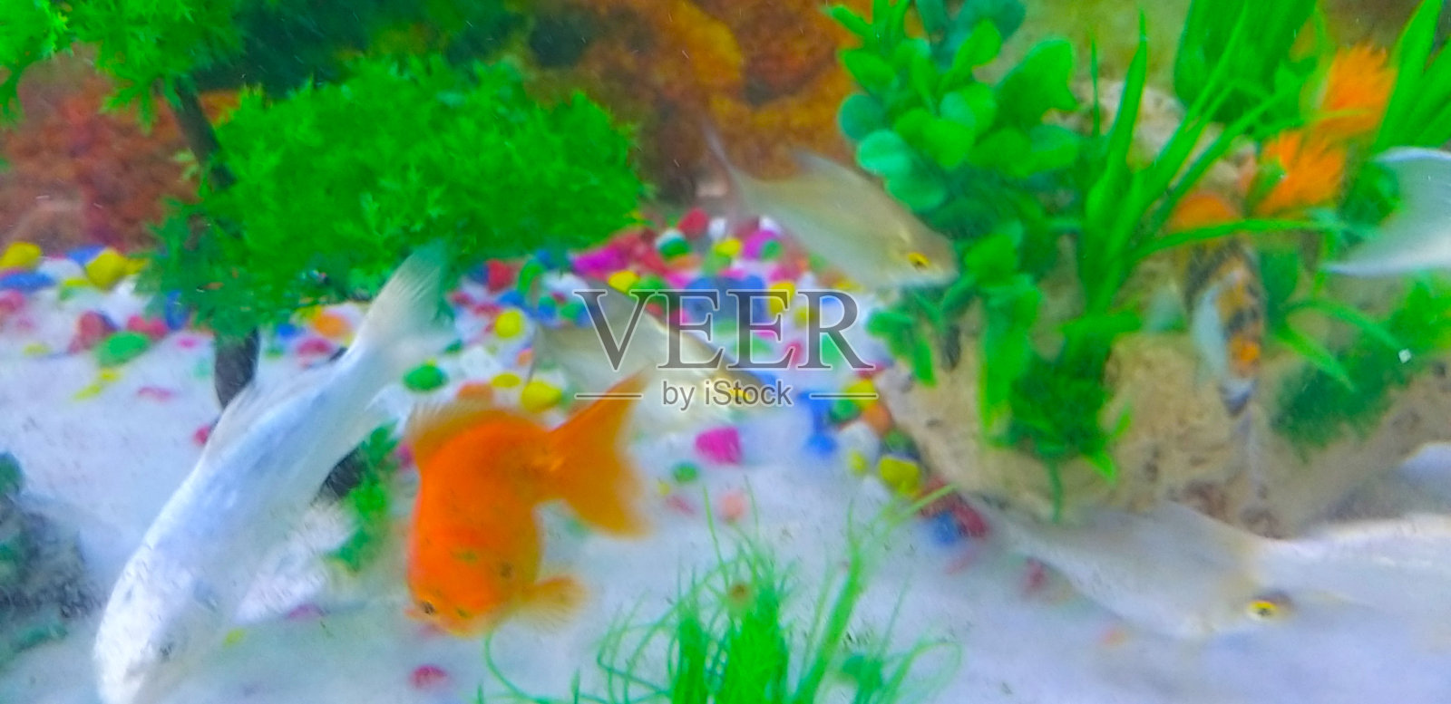 鱼照片摄影图片