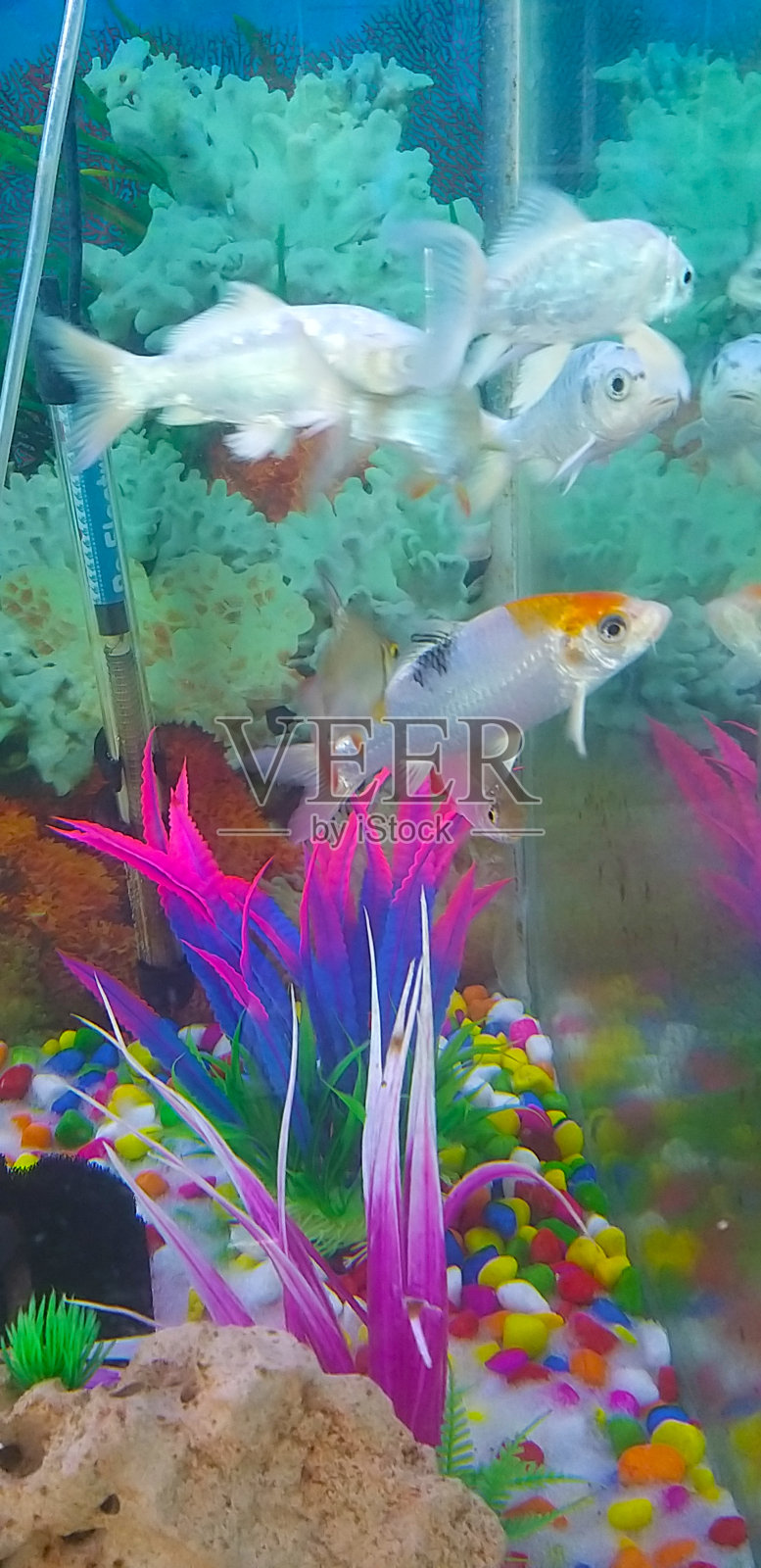 水族馆照片摄影图片