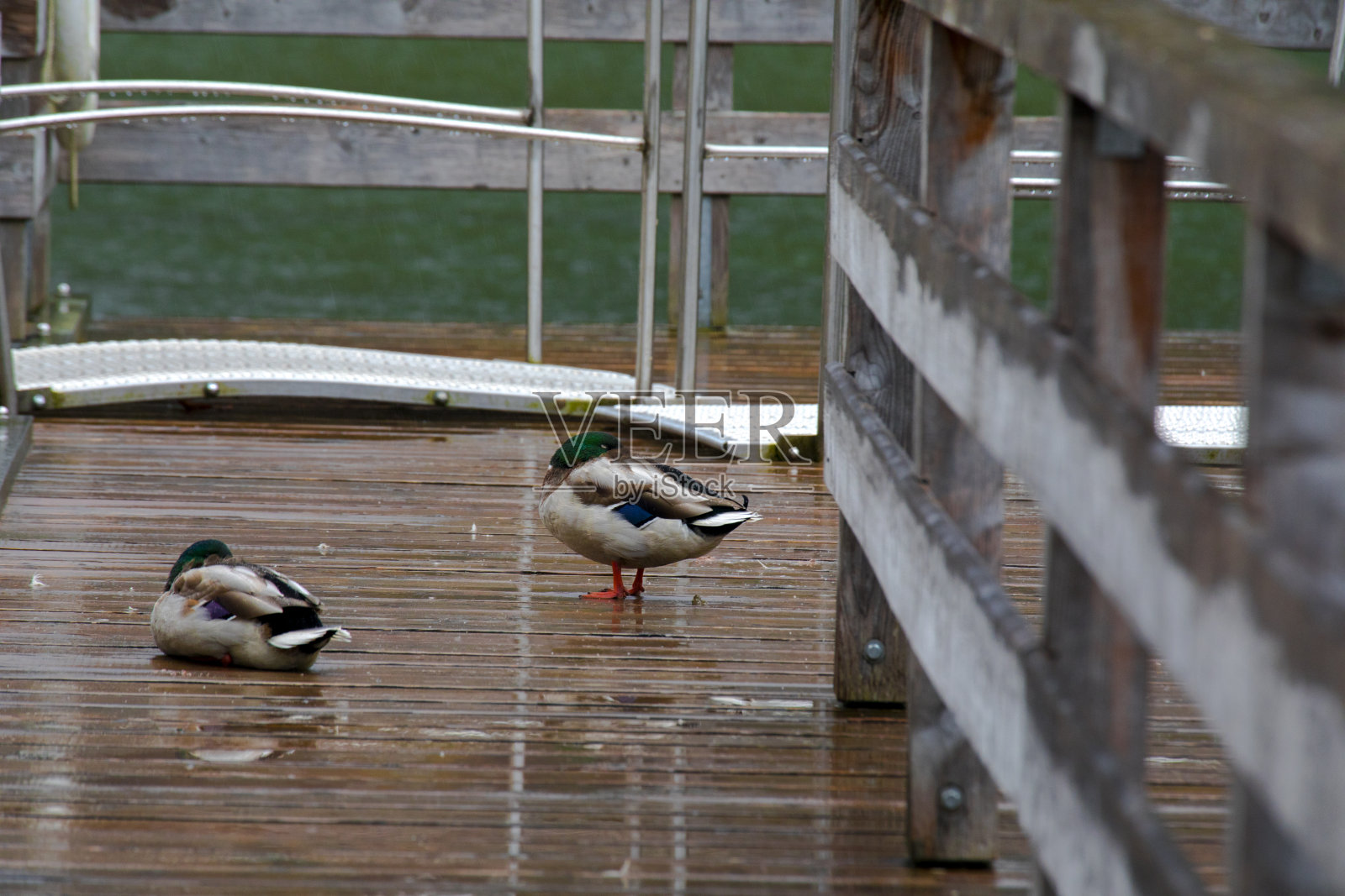 德国，美丽，国王湖，湖，野鸭，水鸭照片摄影图片