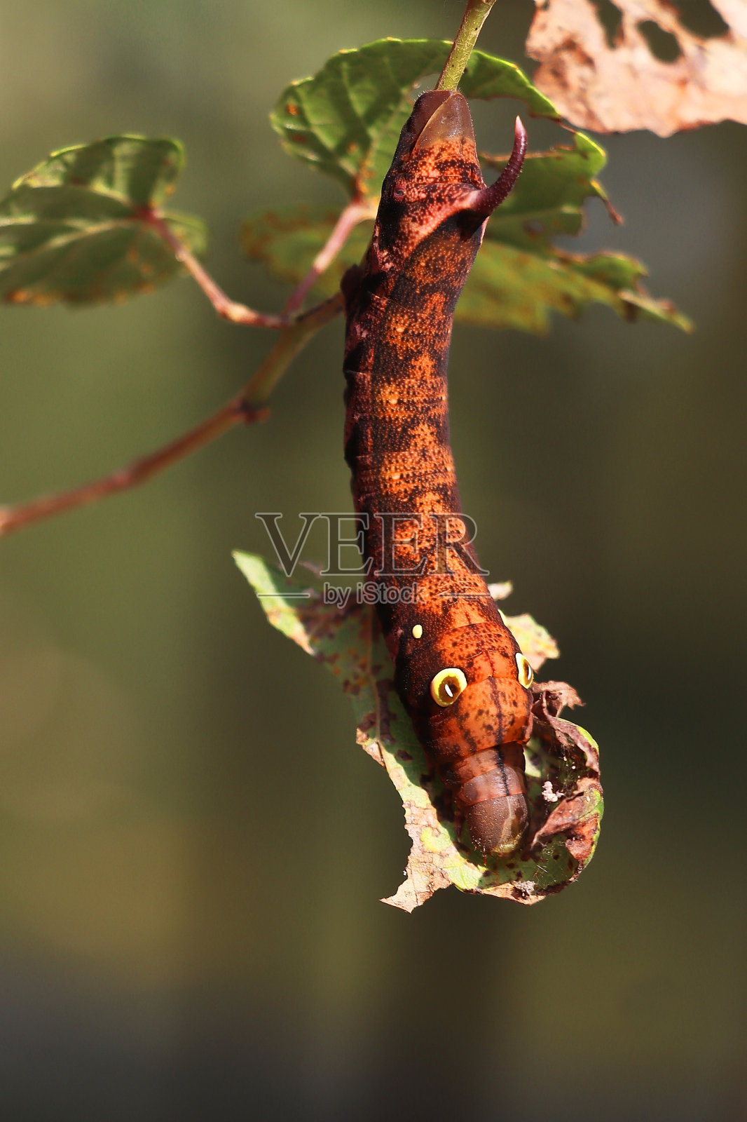 毛虫是一种严重的农业害虫，它危害树叶、水果和其他农产品照片摄影图片