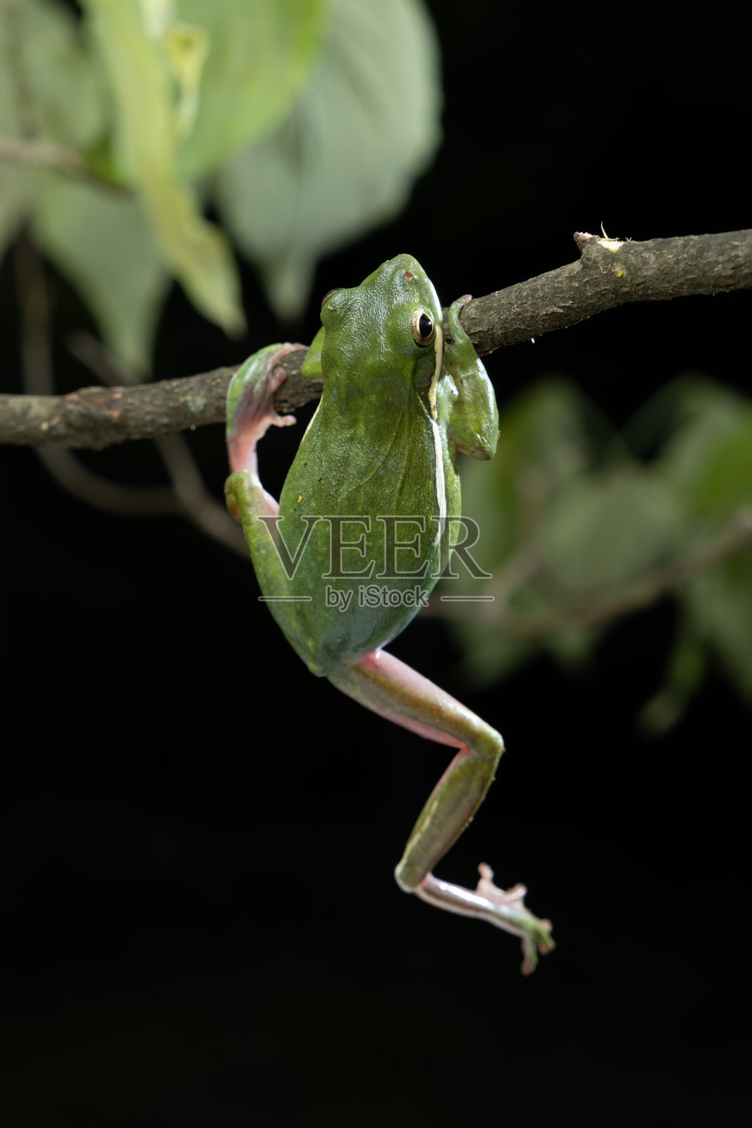 绿色树蛙在树枝上与黑暗背景照片摄影图片