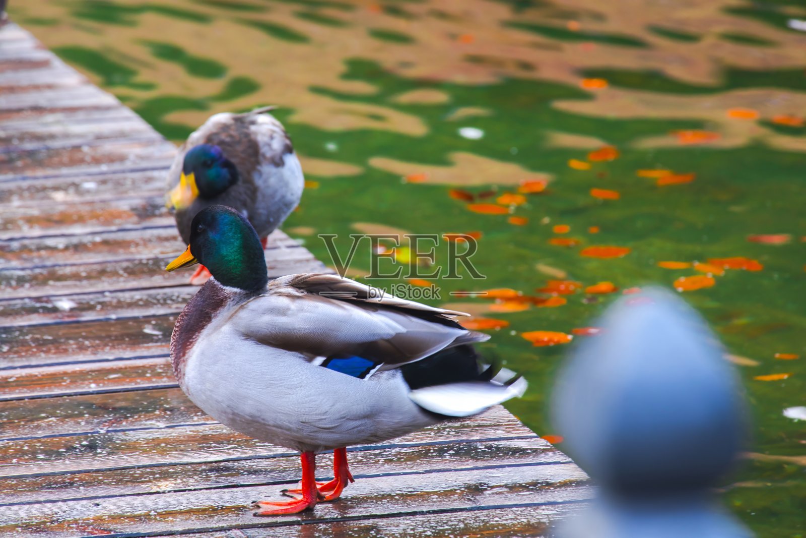 德国，美丽，国王湖，湖，野鸭，水鸭照片摄影图片