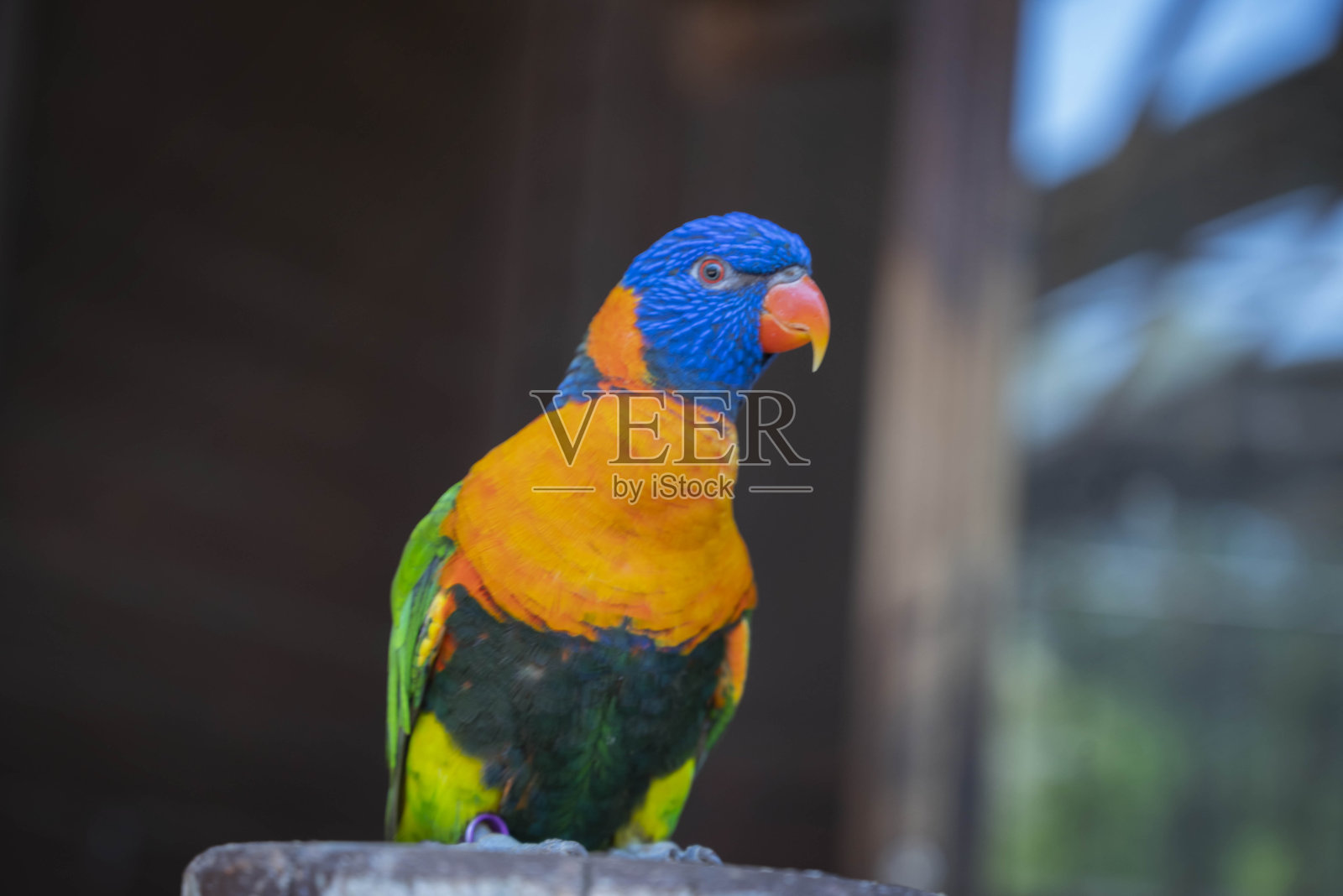 隐藏在木头后面的彩虹鹦鹉肖像，常见于昆士兰北部至南澳大利亚东部沿海地区照片摄影图片
