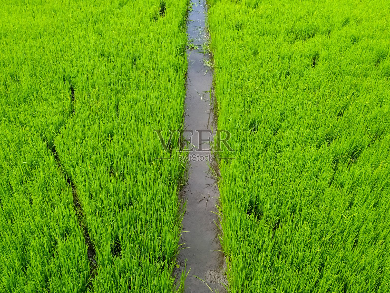 水稻播种照片摄影图片