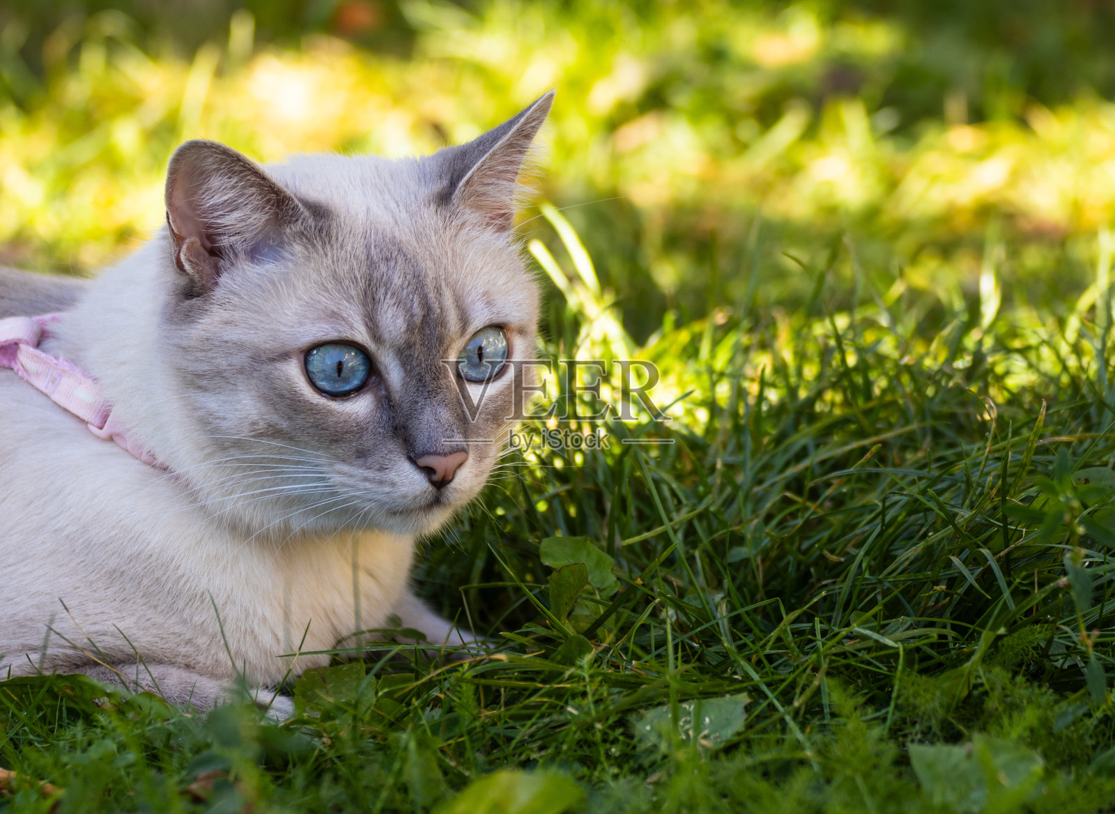 蓝眼睛的白猫照片摄影图片