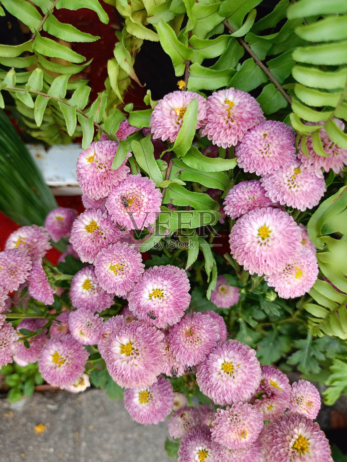 粉红色的花朵盛开在泰国曼谷的花园城市美丽的大自然照片摄影图片