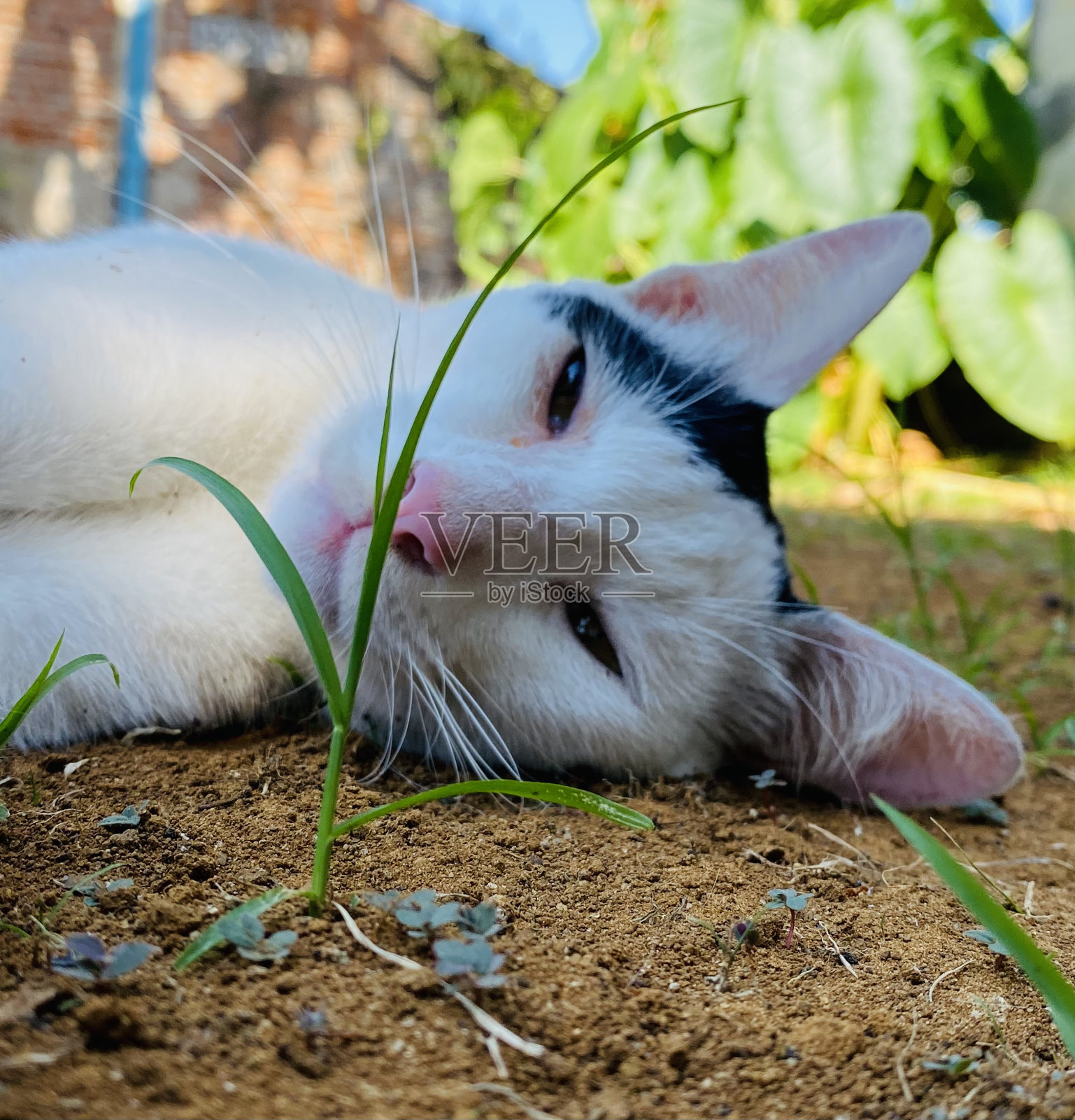 一只白猫躺在地上。照片摄影图片