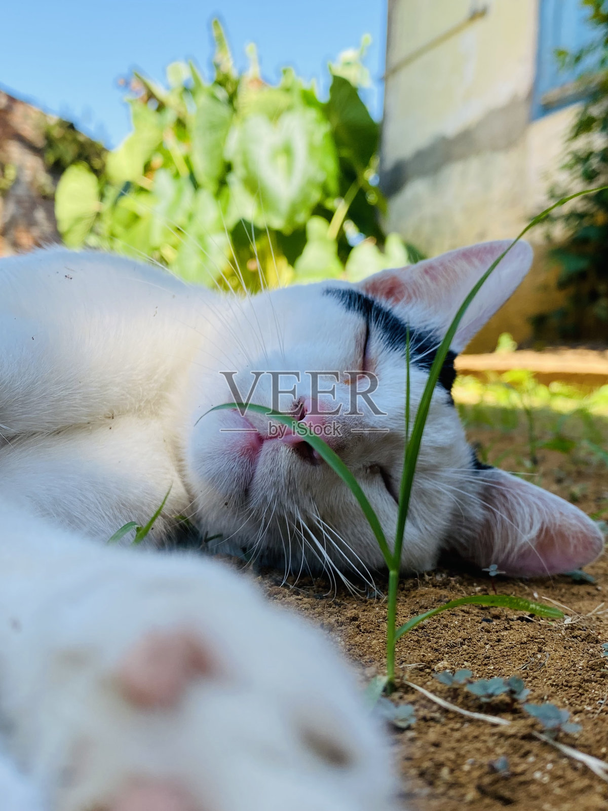 一只白猫躺在地上。照片摄影图片