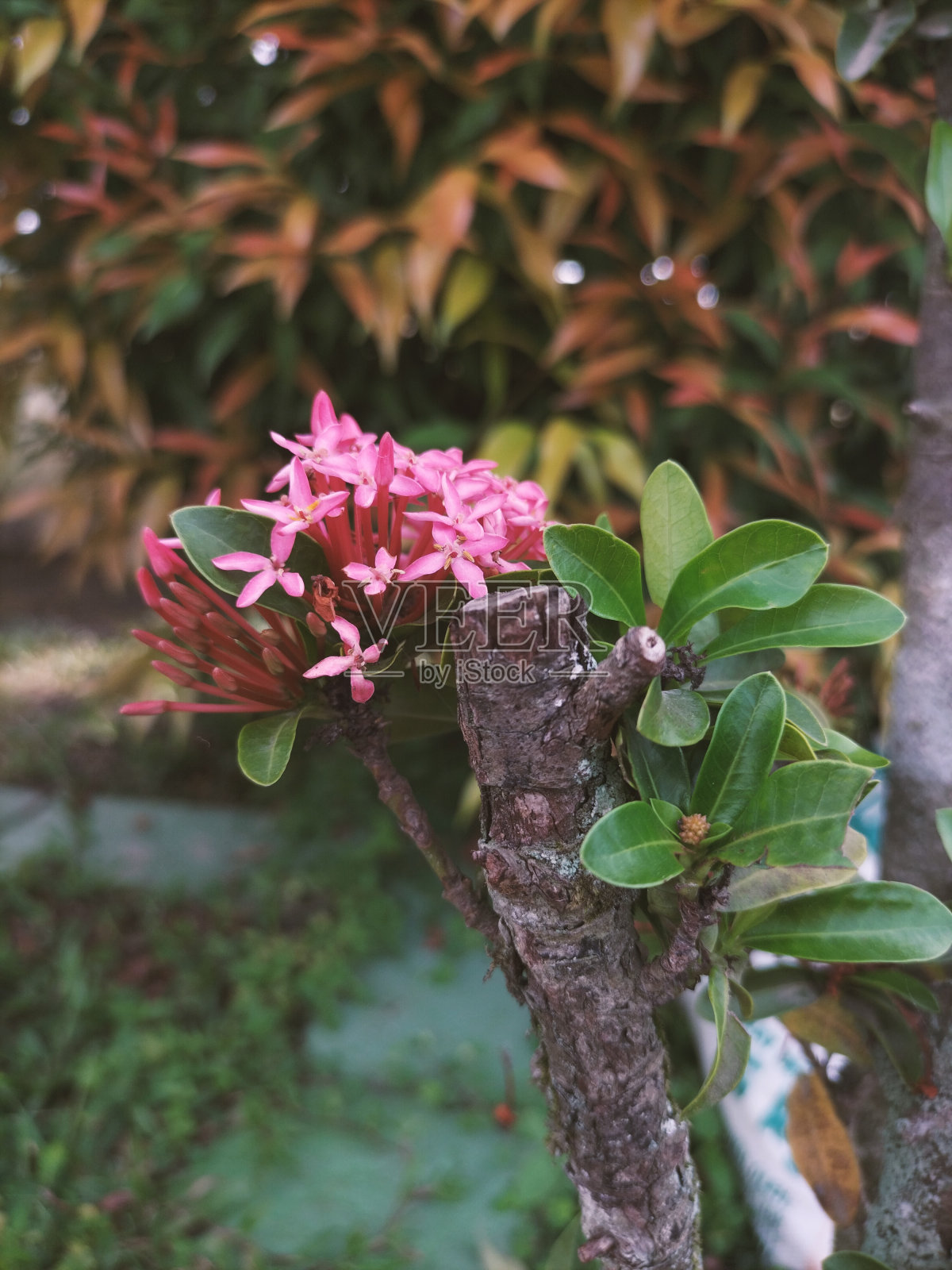索卡花照片摄影图片