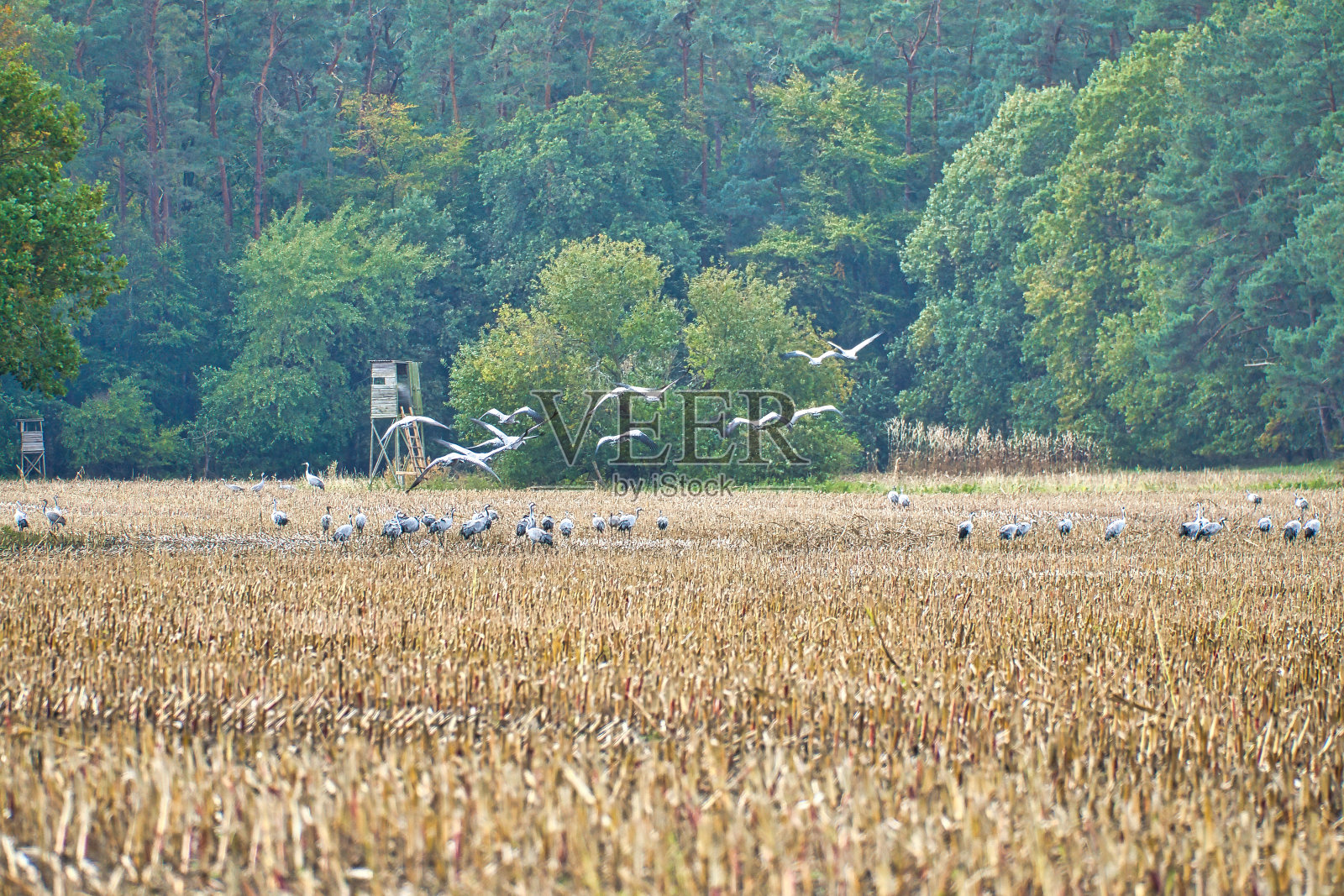 在森林前收获的玉米地里休息的鹤。鸟照片摄影图片