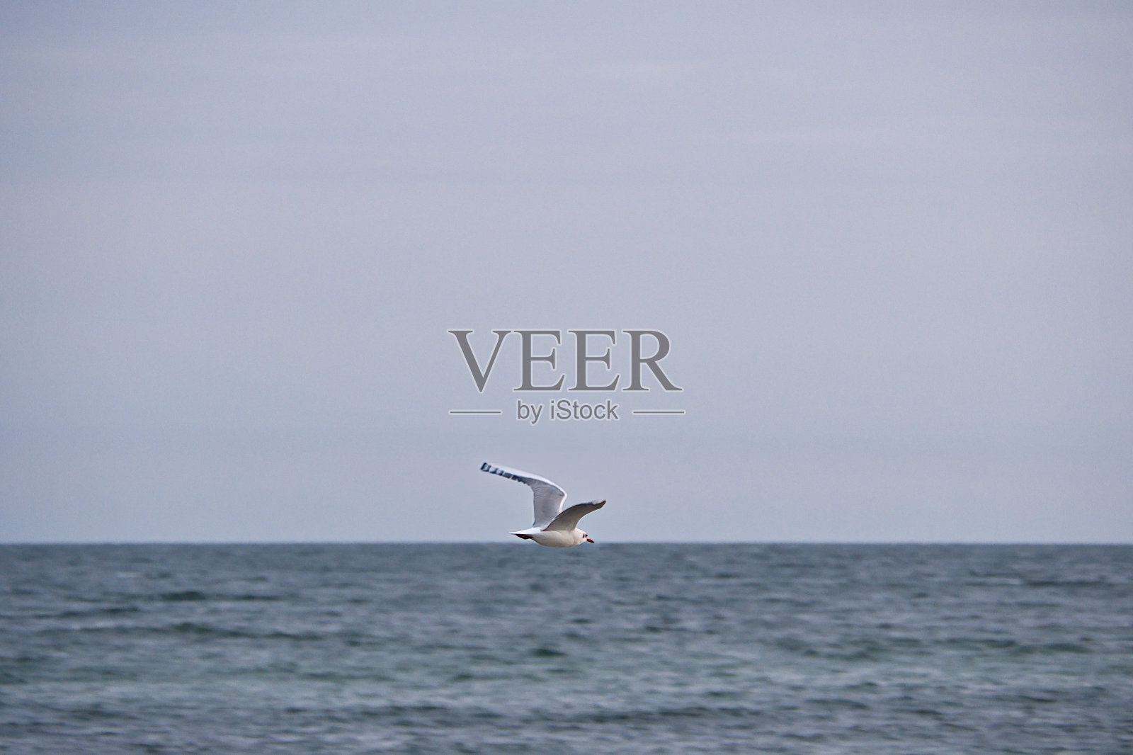 海鸥飞过波罗的海，在海边的沙滩前。动物的照片照片摄影图片