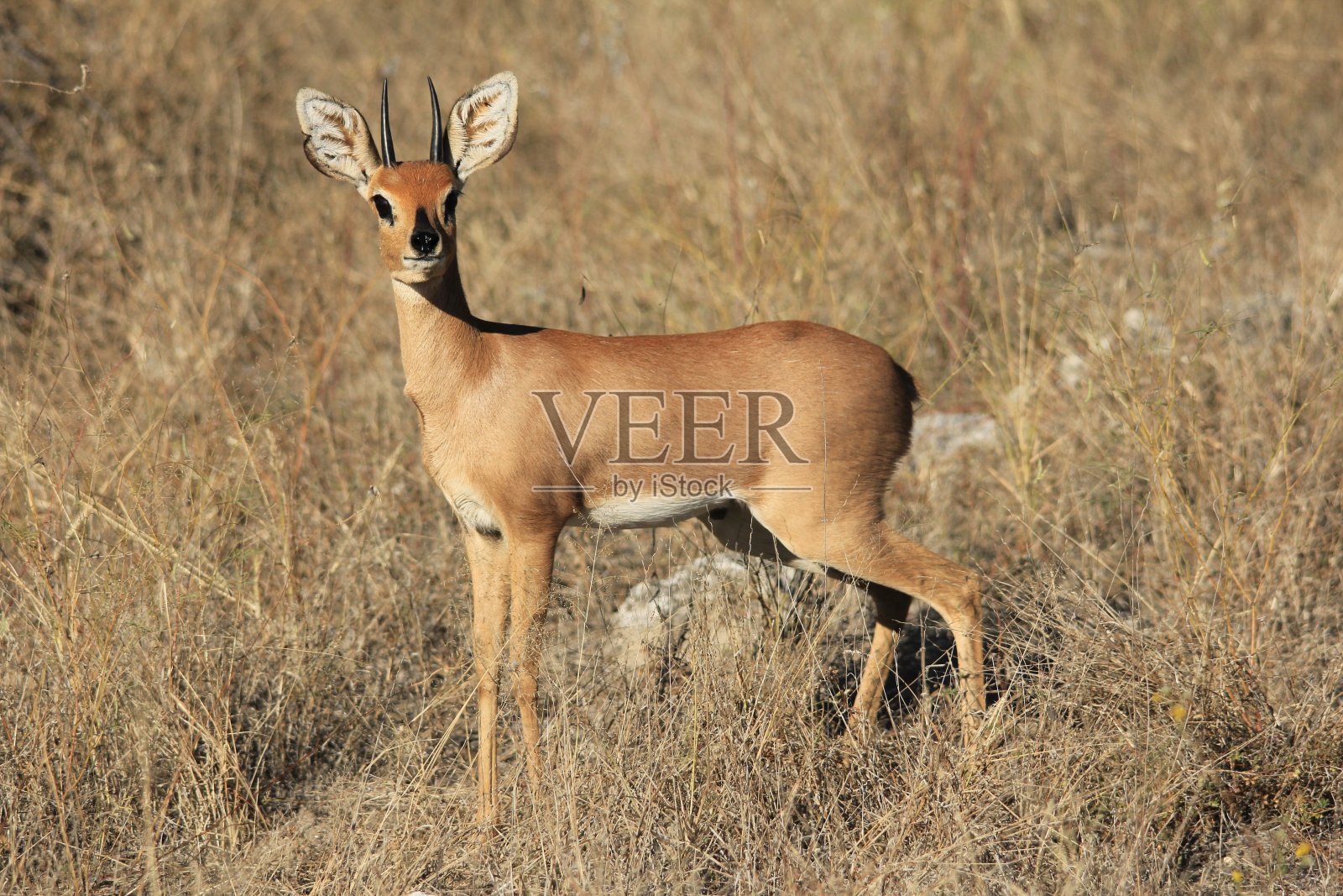 单斑羚照片摄影图片