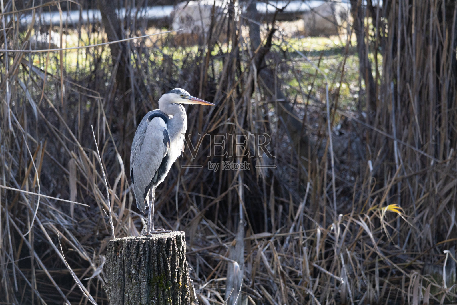鸟美丽的秋天动物皇家水池塘自然苍鹭湖蓝鱼鸟照片摄影图片