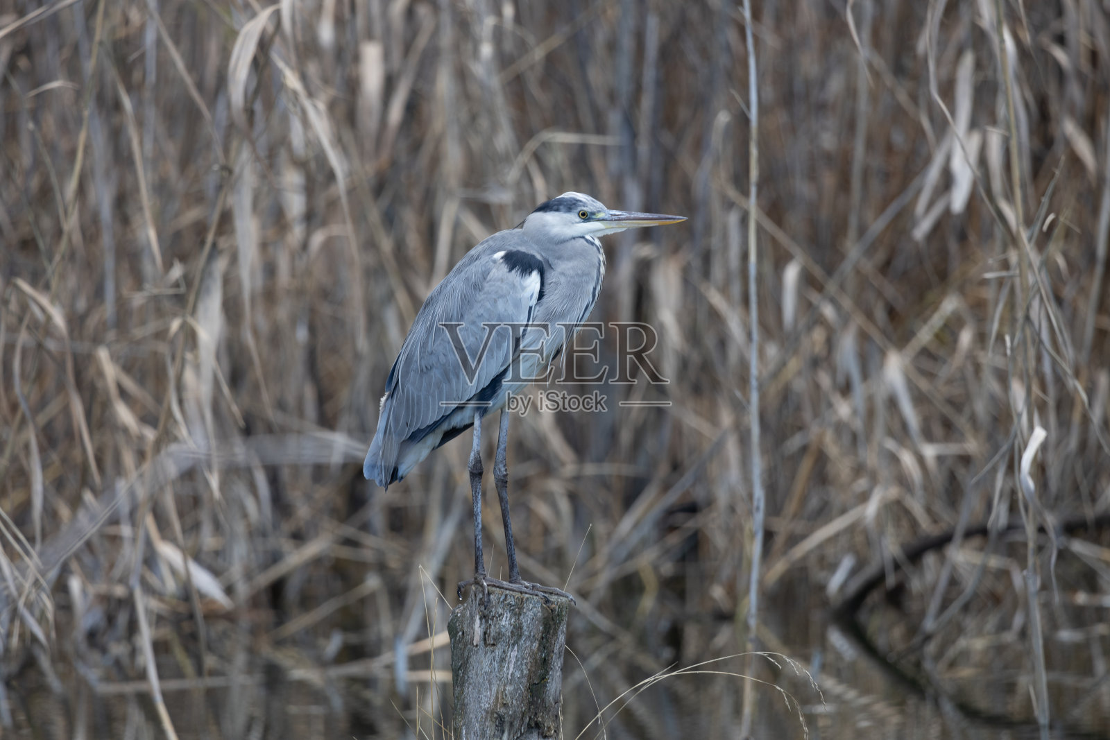 鸟美丽的秋天动物皇家水池塘自然苍鹭湖蓝鱼鸟照片摄影图片