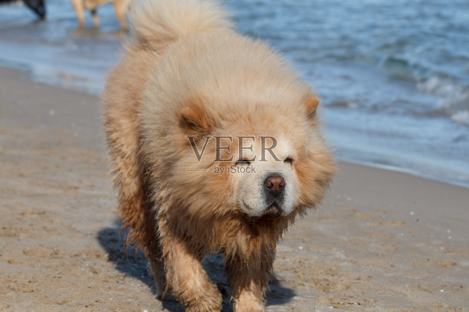 湿松狮犬品种的狗在它的游戏在阿雷纳莱斯德尔索尔海滩照片摄影图片