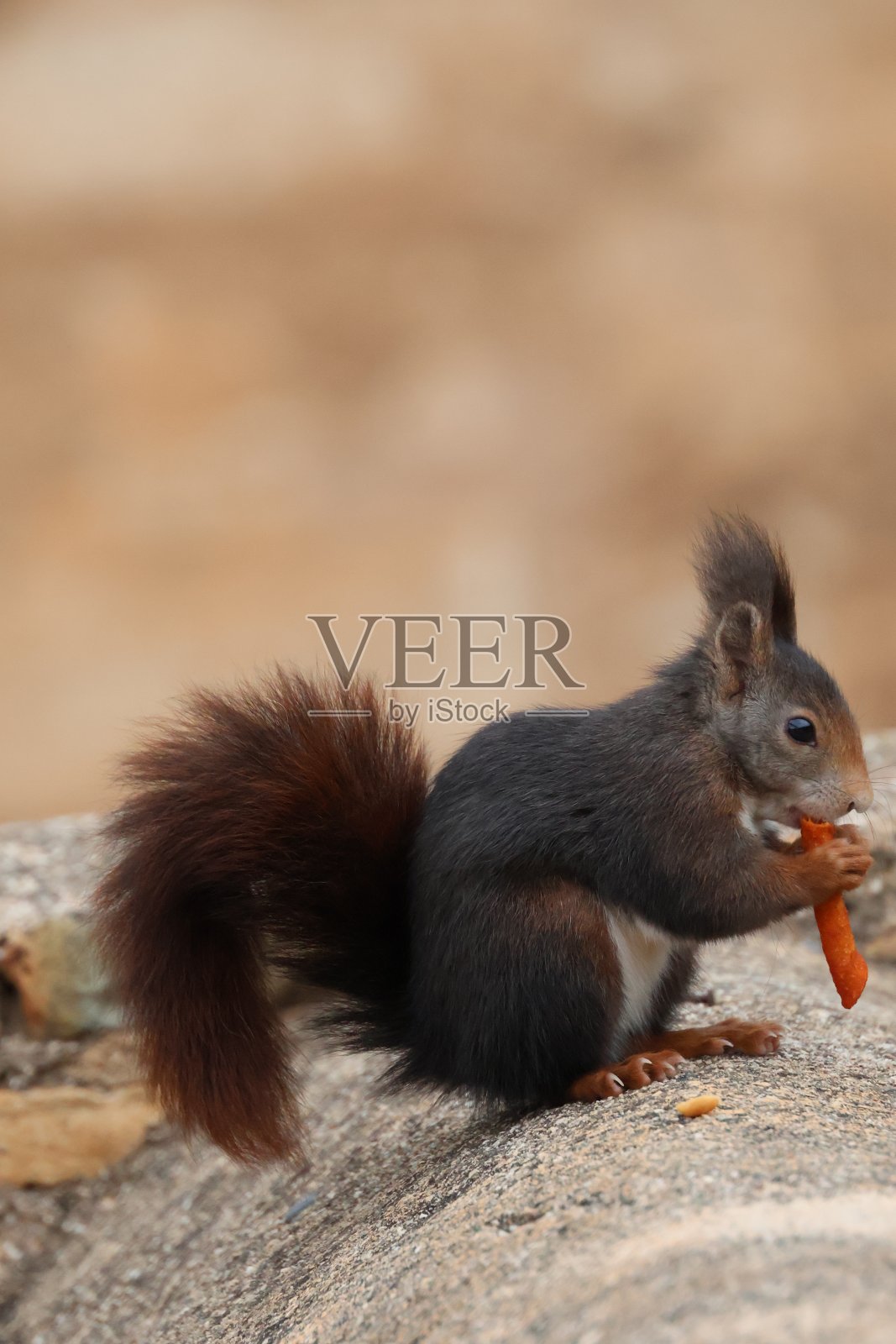 松鼠照片摄影图片