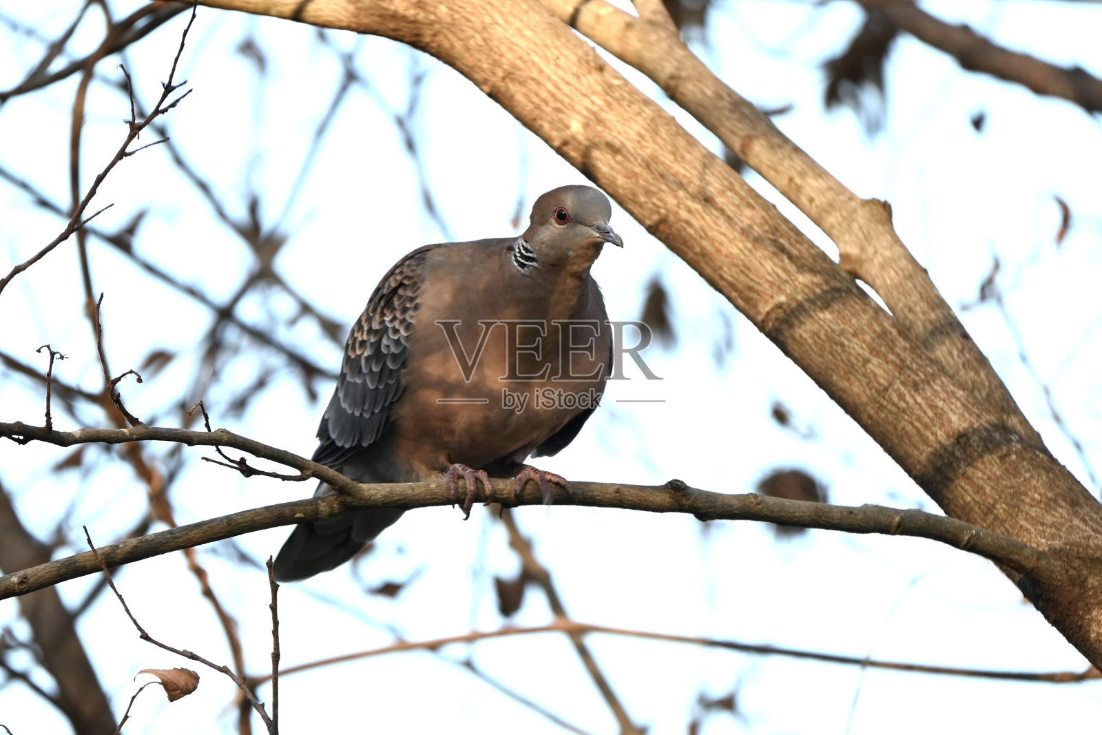 东方斑鸠(东方斑鸠)照片摄影图片