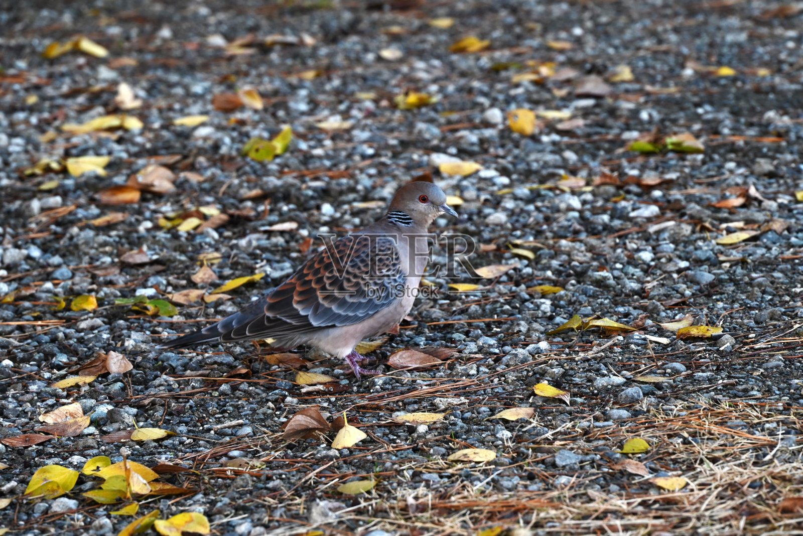 东方斑鸠(东方斑鸠)照片摄影图片
