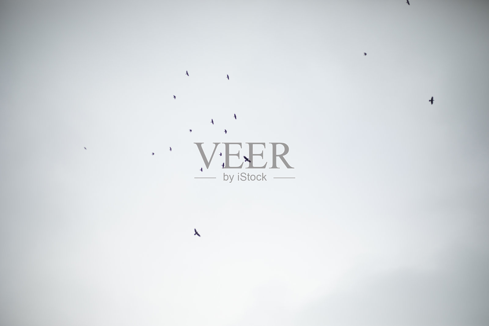 天空中有一群鸟。鸟儿在灰色天空的背景下飞翔。阴暗的天气。照片摄影图片