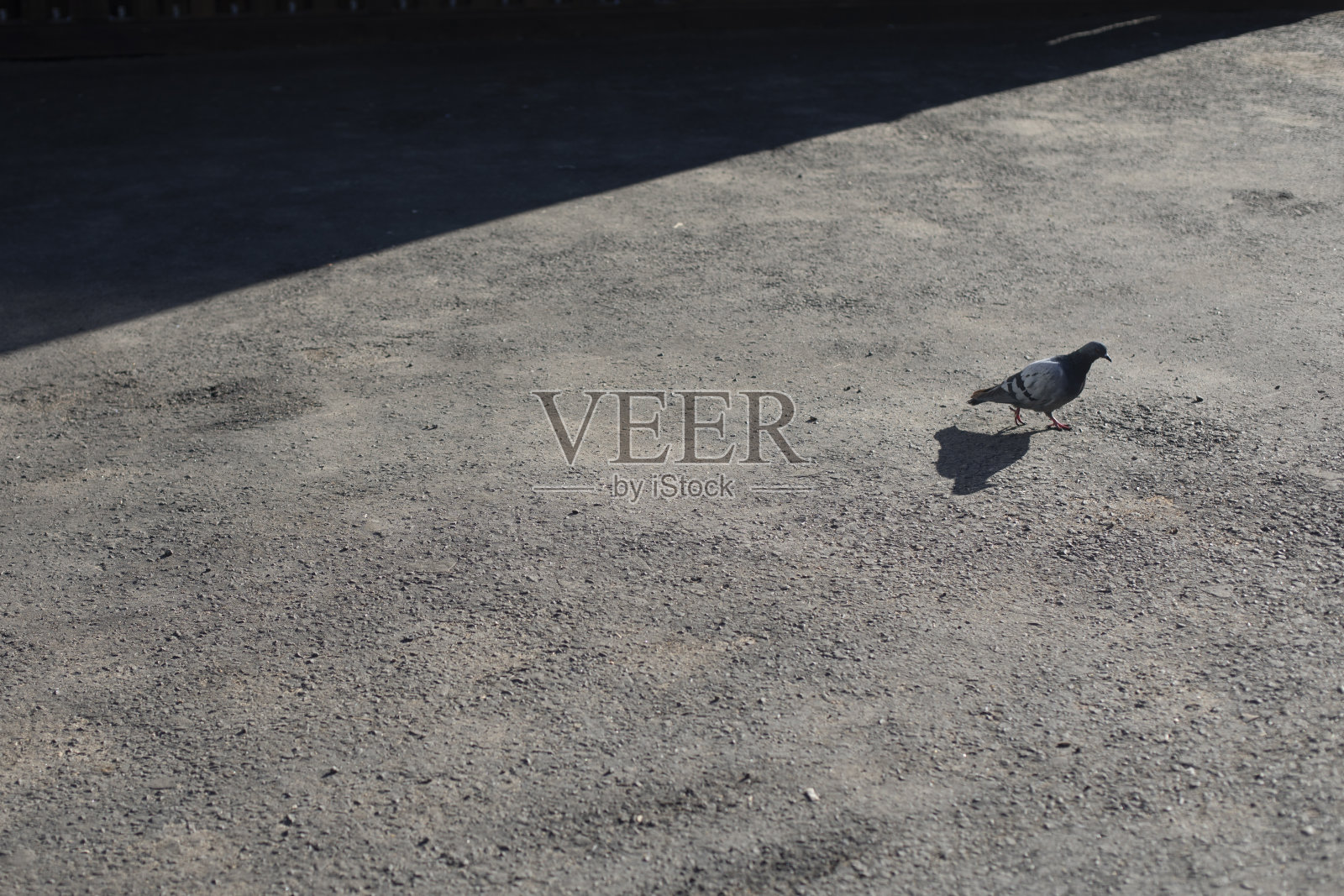 鸽子在柏油路上。街上的城市鸟。人行道上的影子。照片摄影图片