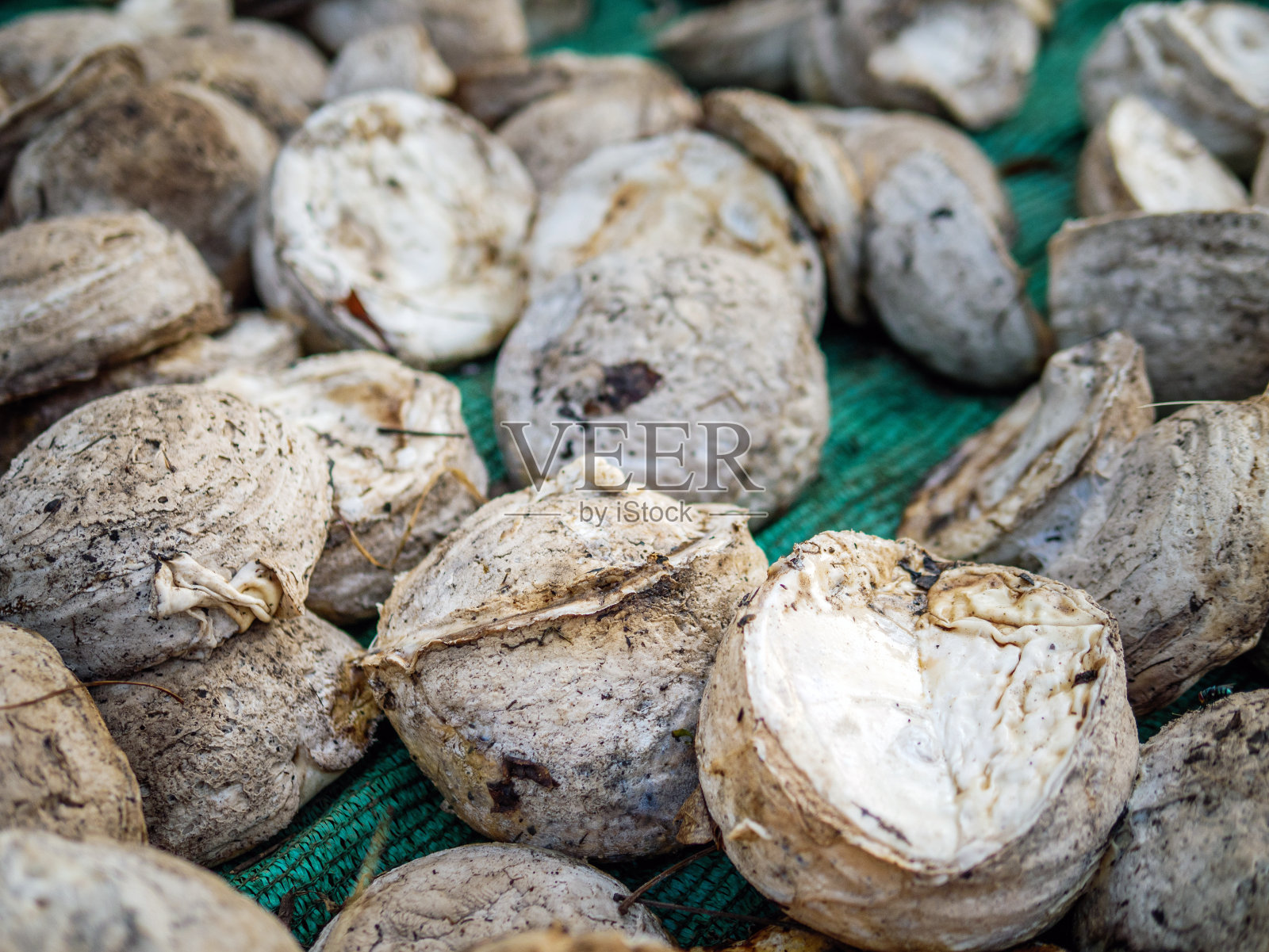 从种植园的橡胶树中提取的天然生胶块产品照片摄影图片