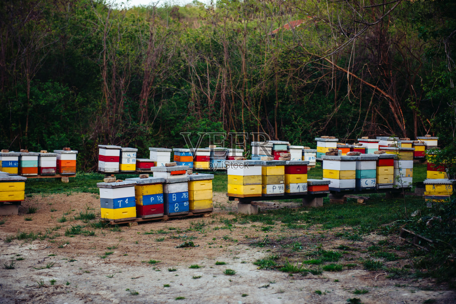 森林中临时的季节性养蜂场。森林空地上五颜六色的蜂箱照片摄影图片