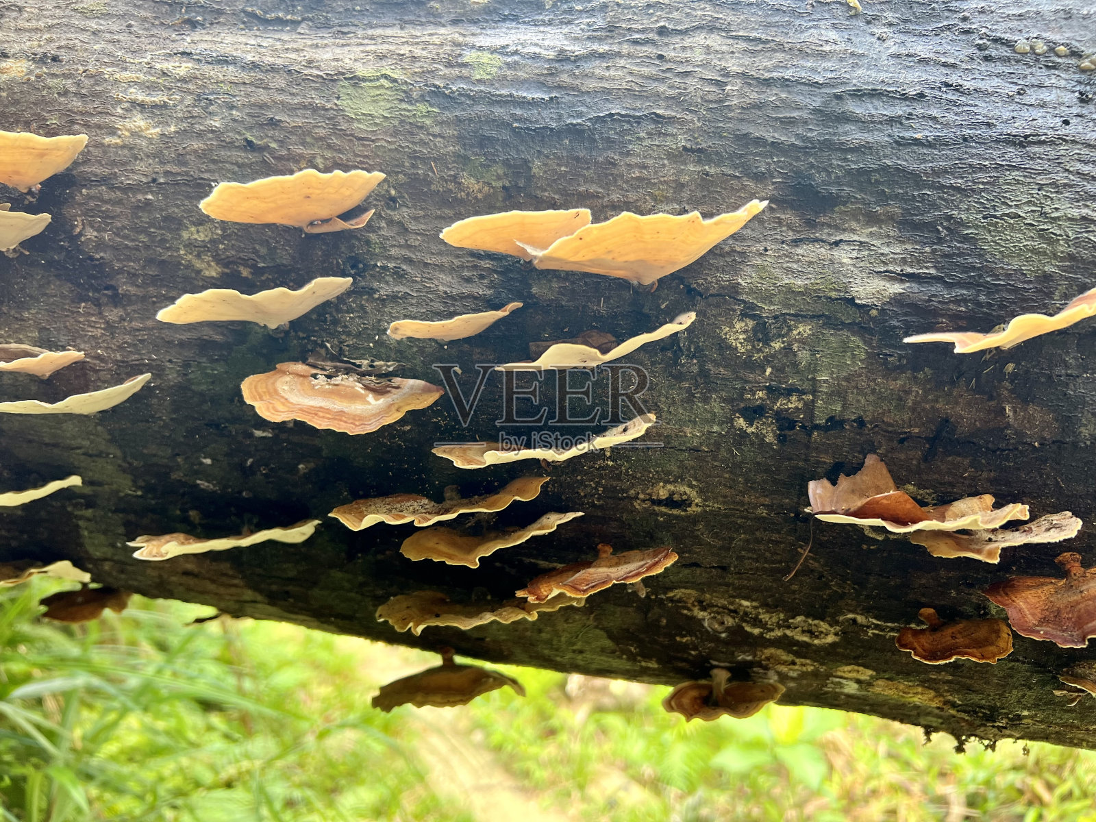 一群真菌生长在菲律宾丛林中的一棵树上照片摄影图片