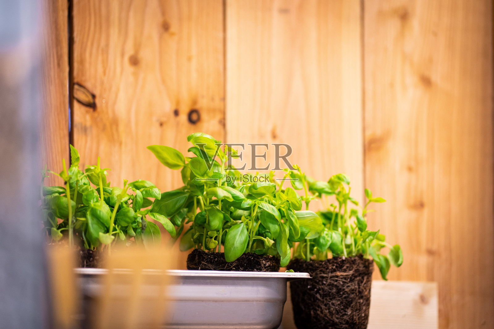 餐厅厨房。罗勒准备好做披萨了。照片摄影图片