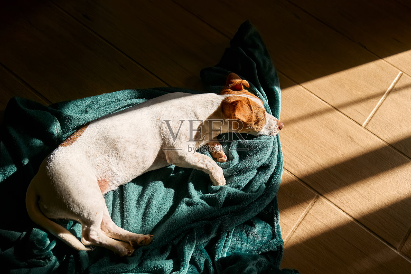 在春天阳光明媚的日子里，小狗杰克罗素梗睡在客厅的绿松石格子地板上。照片摄影图片