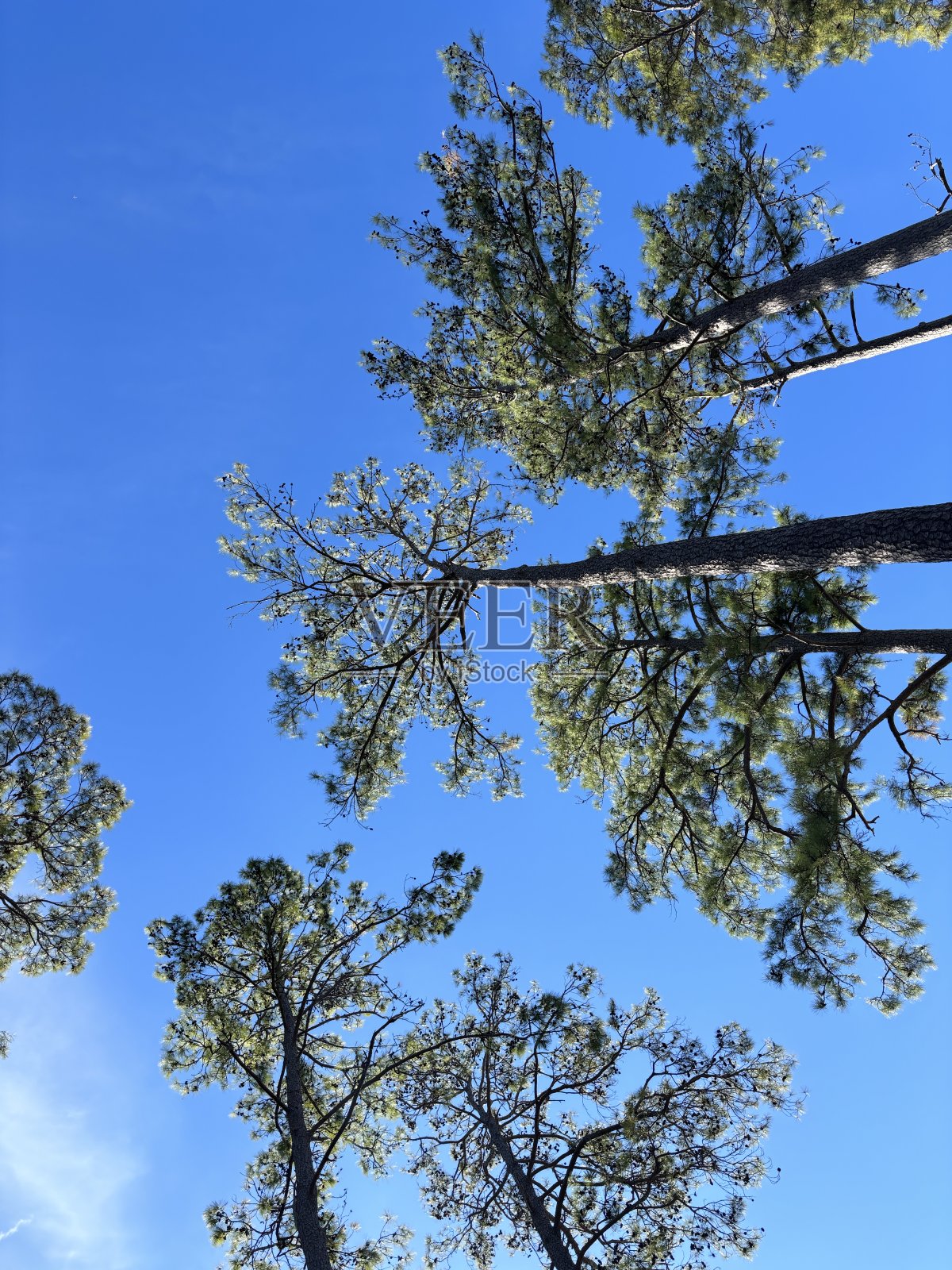仰望蓝天下高大的松树照片摄影图片