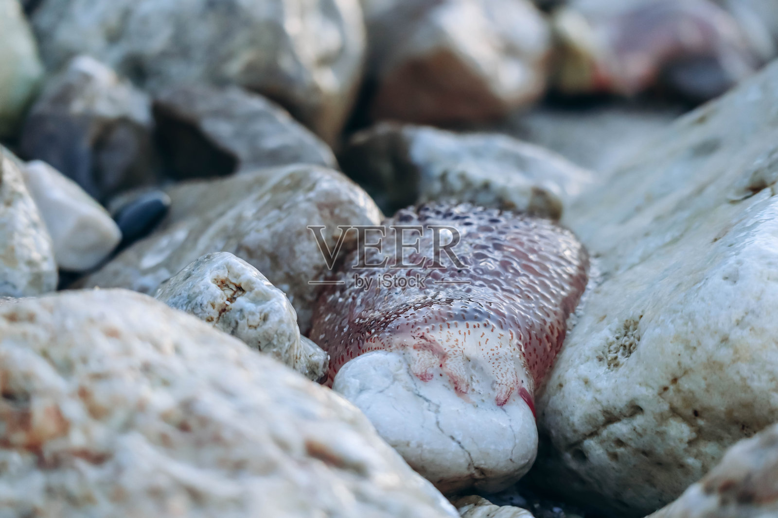 一只水母被冲上法国南部圣让-费拉角半岛的海岸照片摄影图片