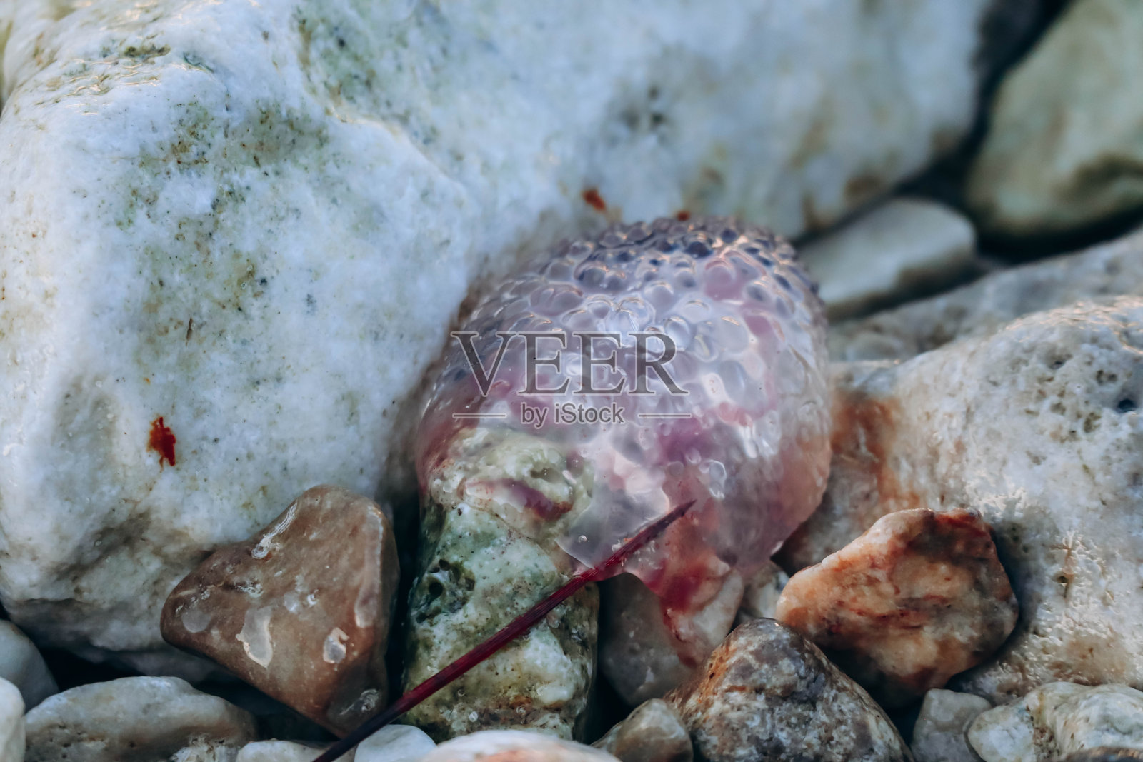 一只水母被冲上法国南部圣让-费拉角半岛的海岸照片摄影图片