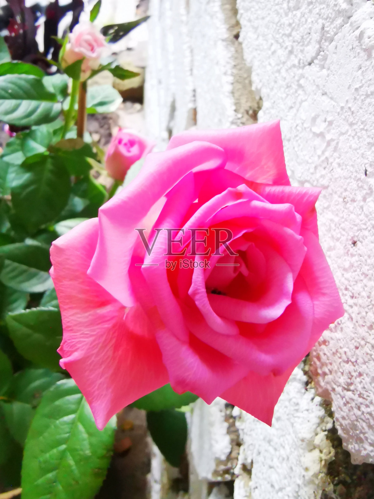 选择焦点的粉红色玫瑰花在花园与模糊的背景照片摄影图片