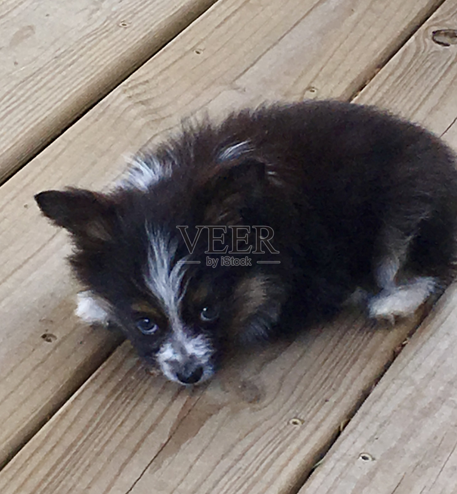 迷你澳大利亚牧羊犬照片摄影图片