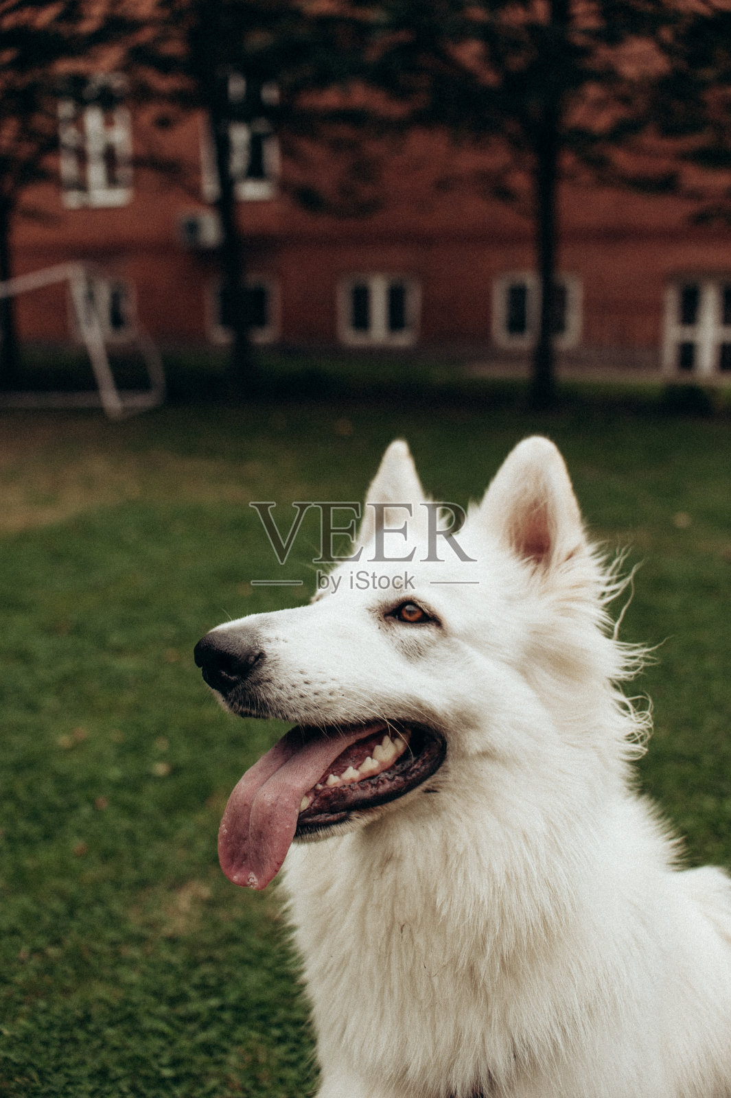 白色瑞士牧羊犬。照片摄影图片