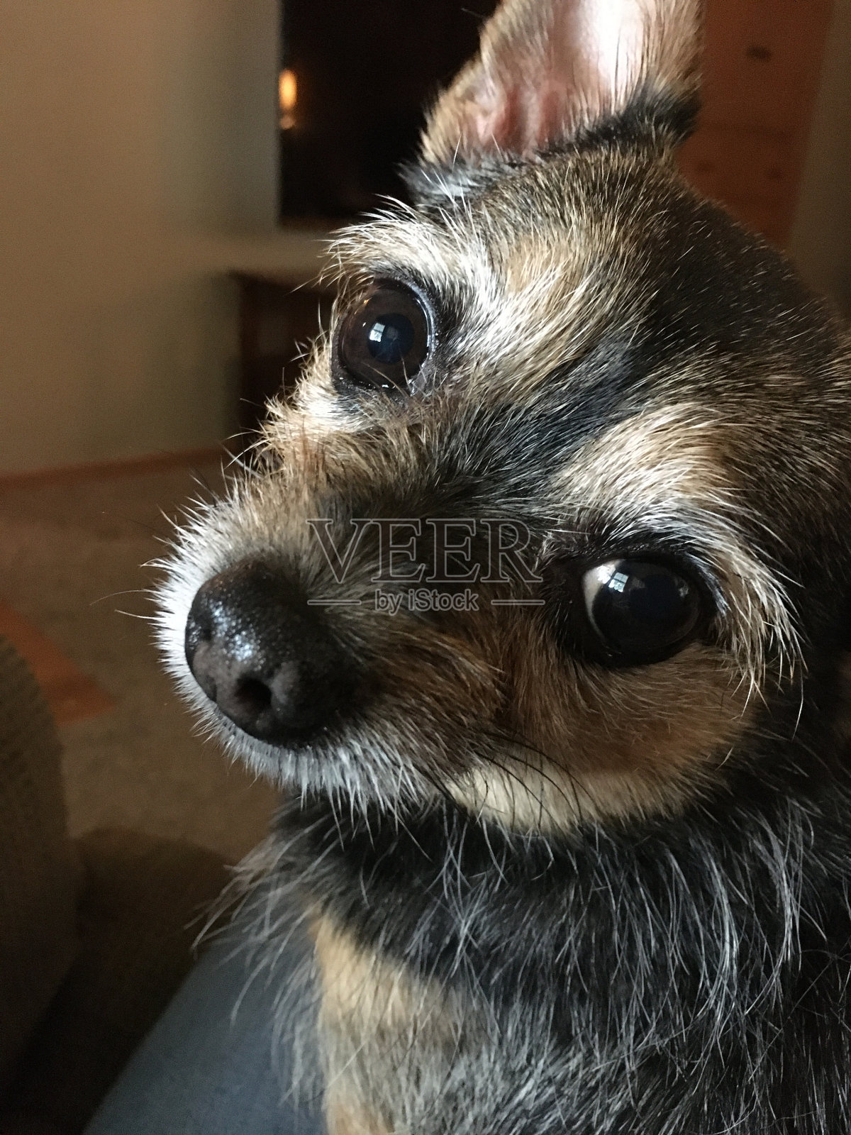 梗特写镜头照片摄影图片