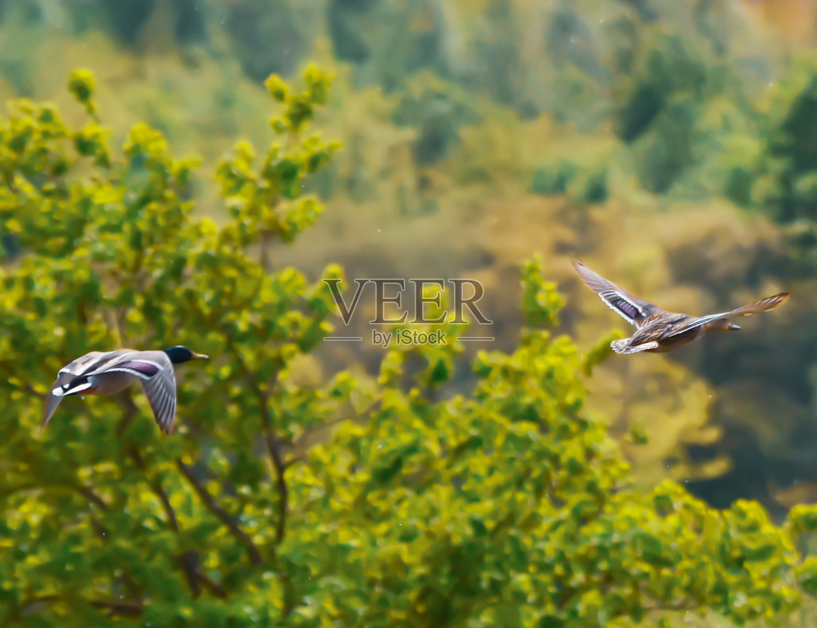 鸭照片摄影图片