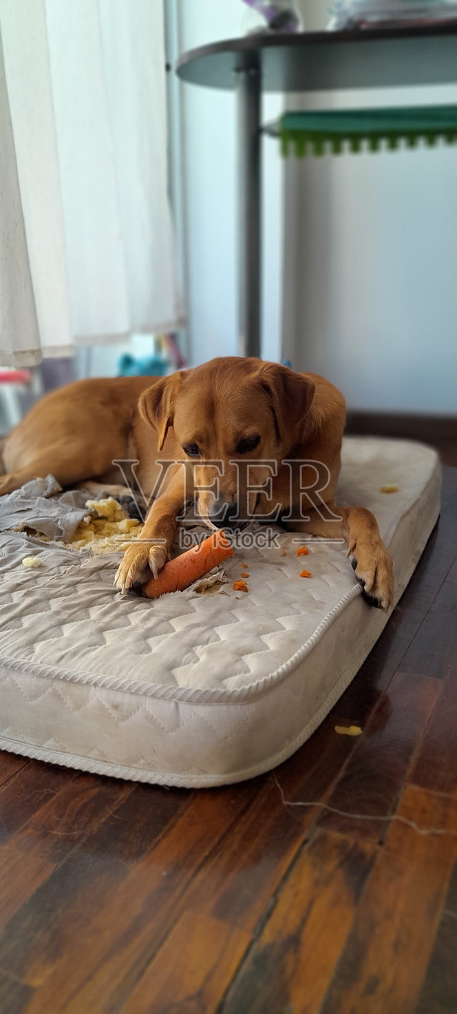 胡萝卜puppi照片摄影图片