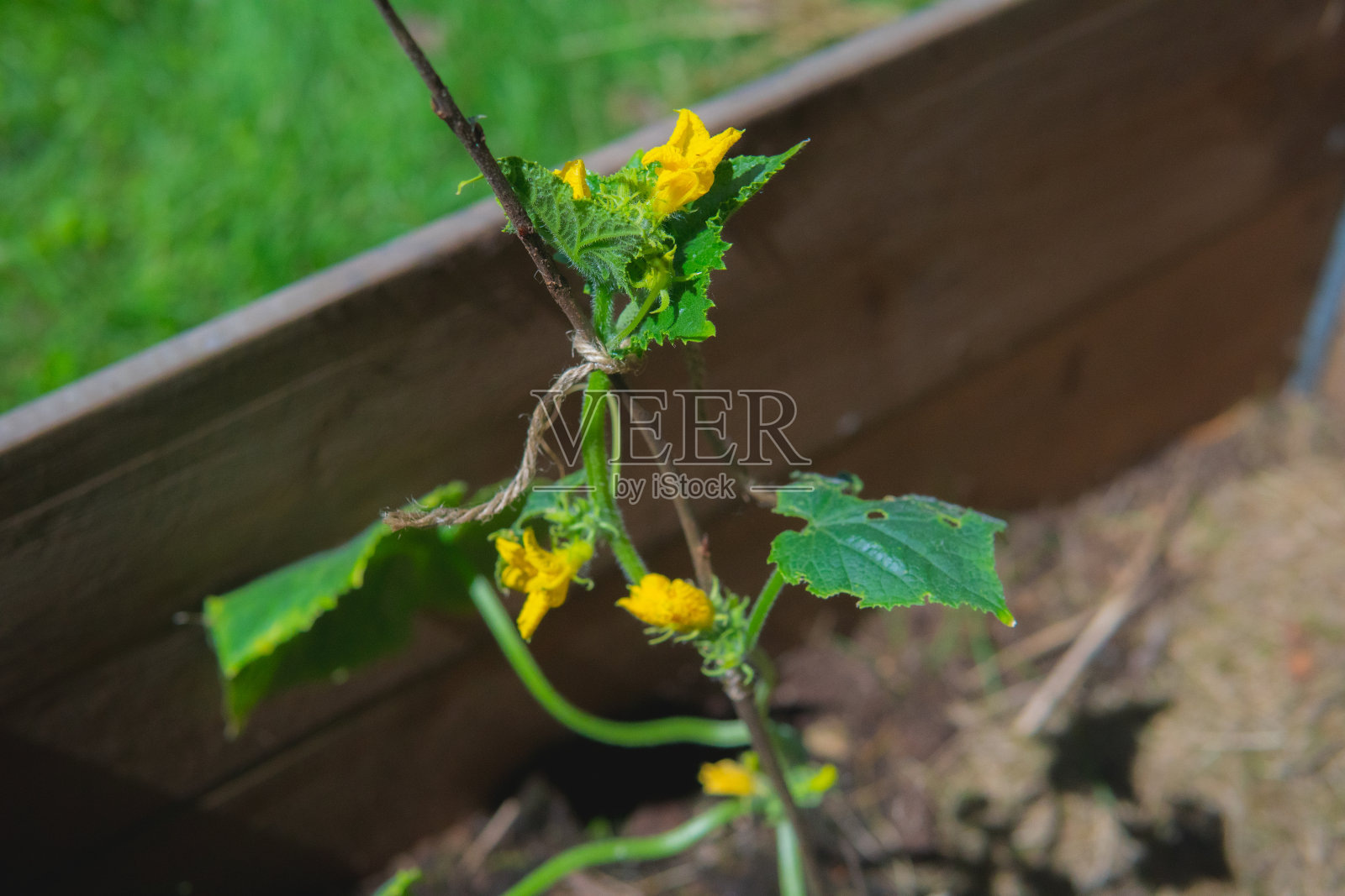 在瑞典初夏的一个托盘领子里的一株小黄瓜照片摄影图片