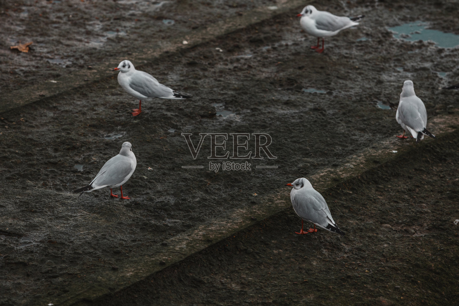 鸟说话照片摄影图片