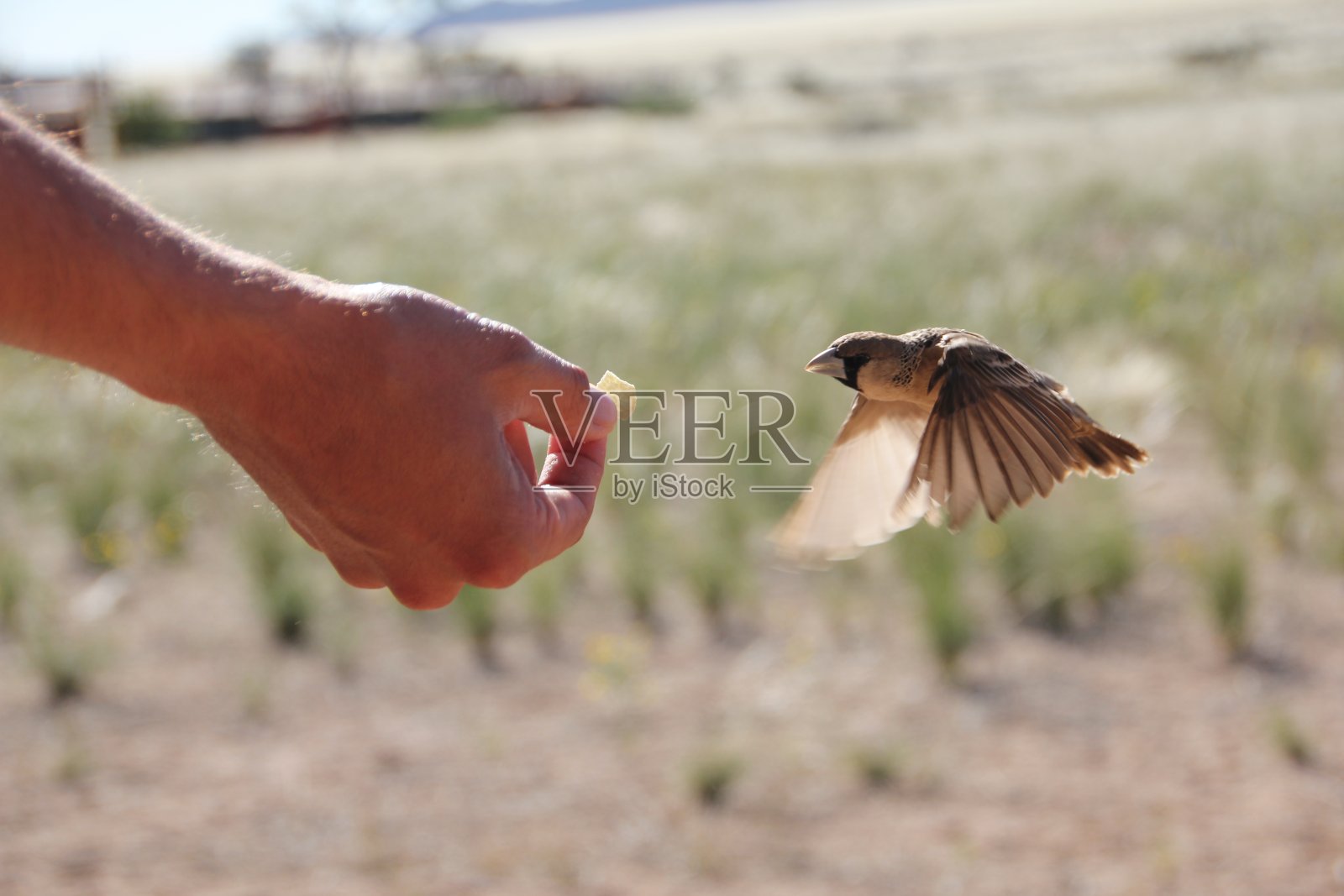 一只麻雀在人的手中飞向食物照片摄影图片