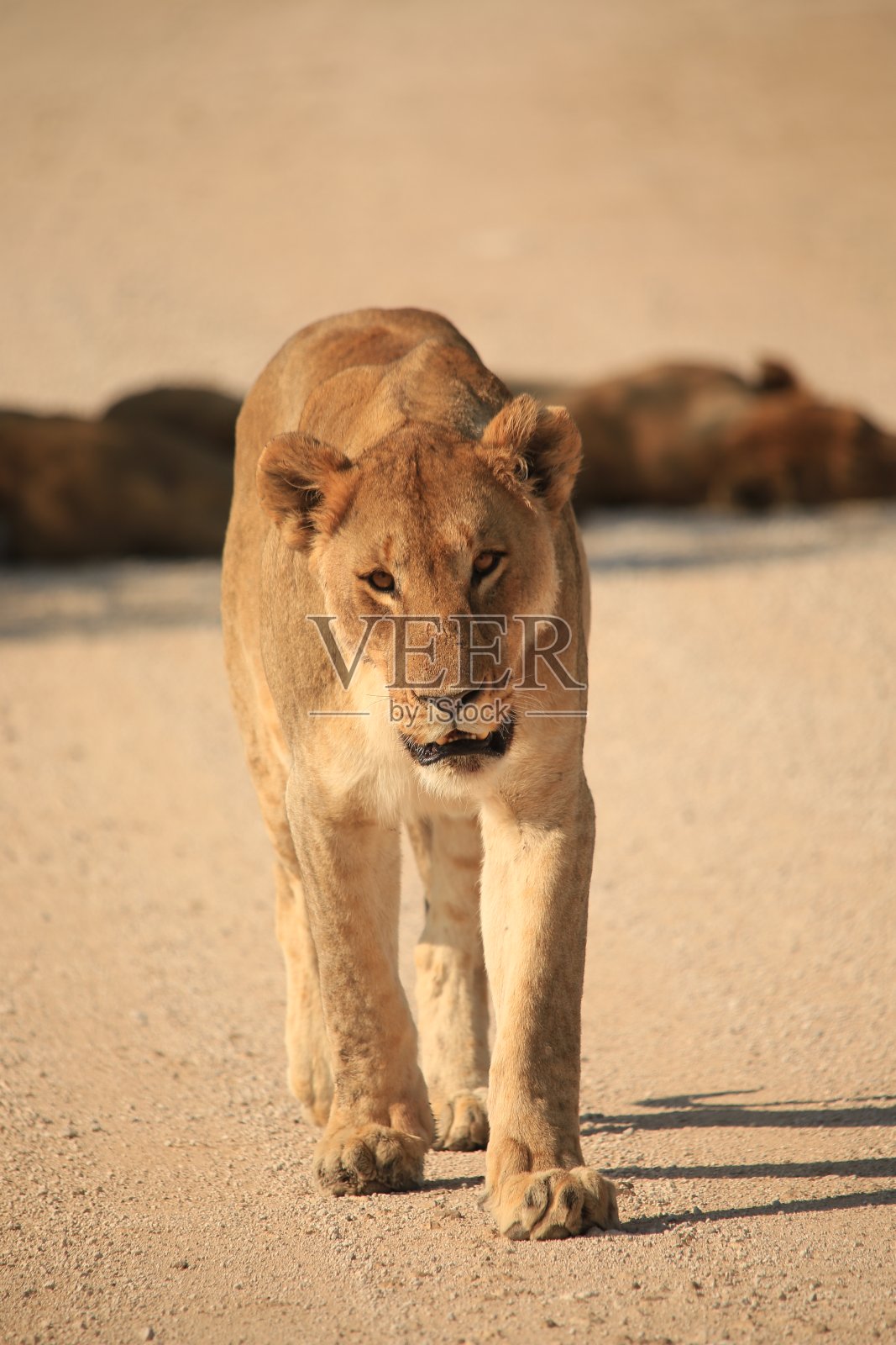 碎石路上的单身雌狮照片摄影图片