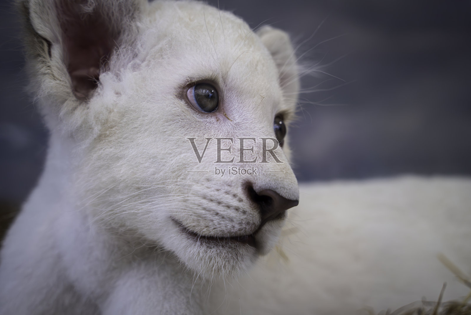 白狮幼崽照片摄影图片