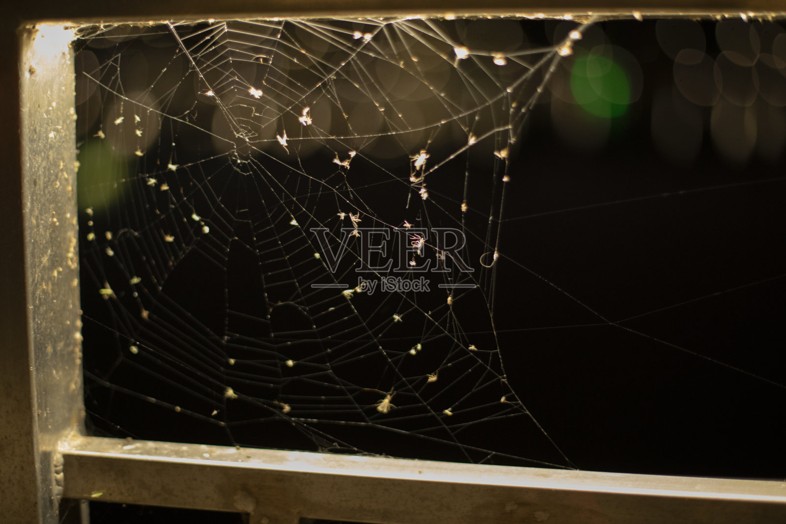 晚上的蜘蛛网。建筑中的蜘蛛和蜘蛛网。捕虫用的网。照片摄影图片
