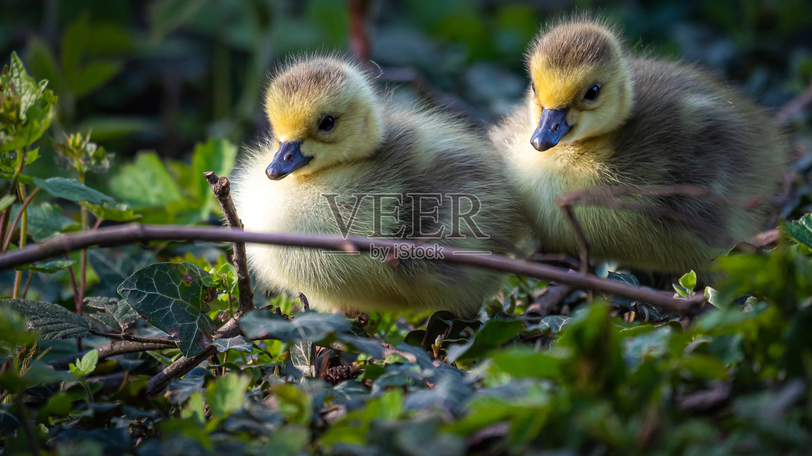 小鸡走自己的路。照片摄影图片